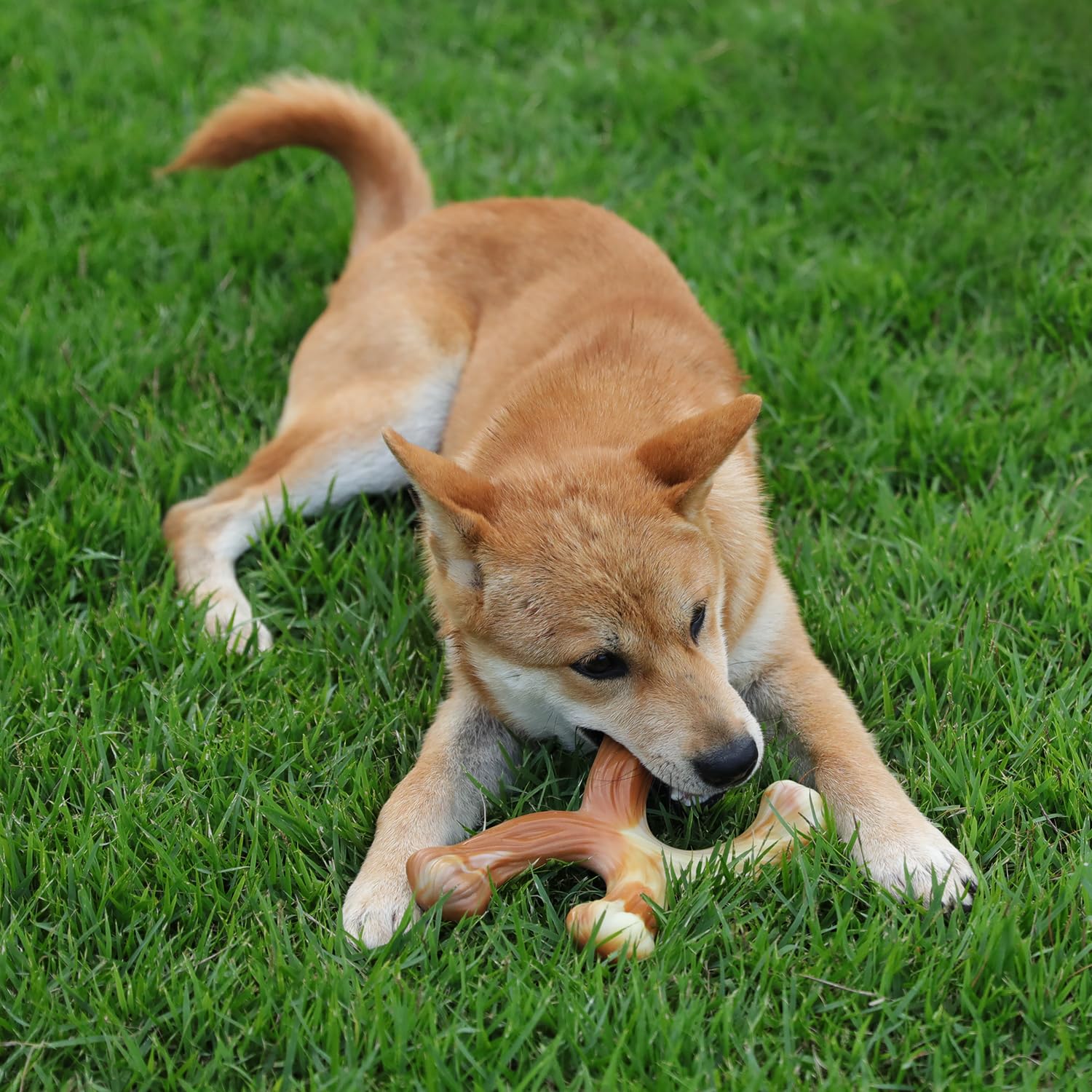 Tikaton Holiday 3-Pack Durable Dog Chew Toys For Aggressive Chewers, Bacon Flavor, Extra Large