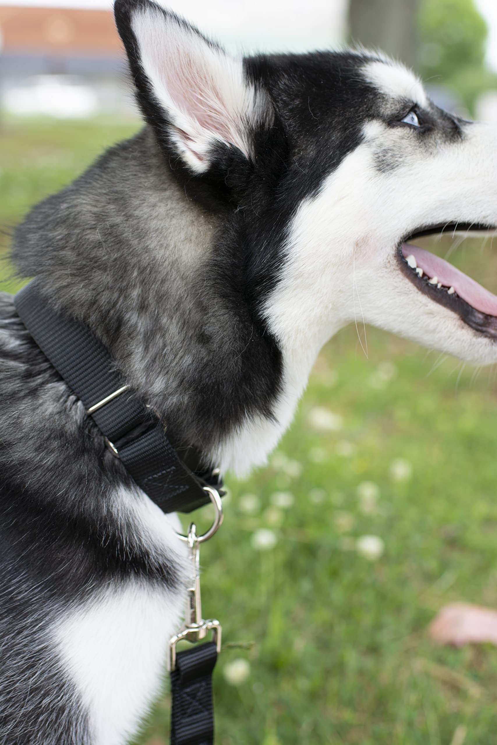 Country Brook Design - Black Martingale Heavy Duty Nylon Dog Collar - 21 Vibrant Color Options (3/4 Inch Width, Small)