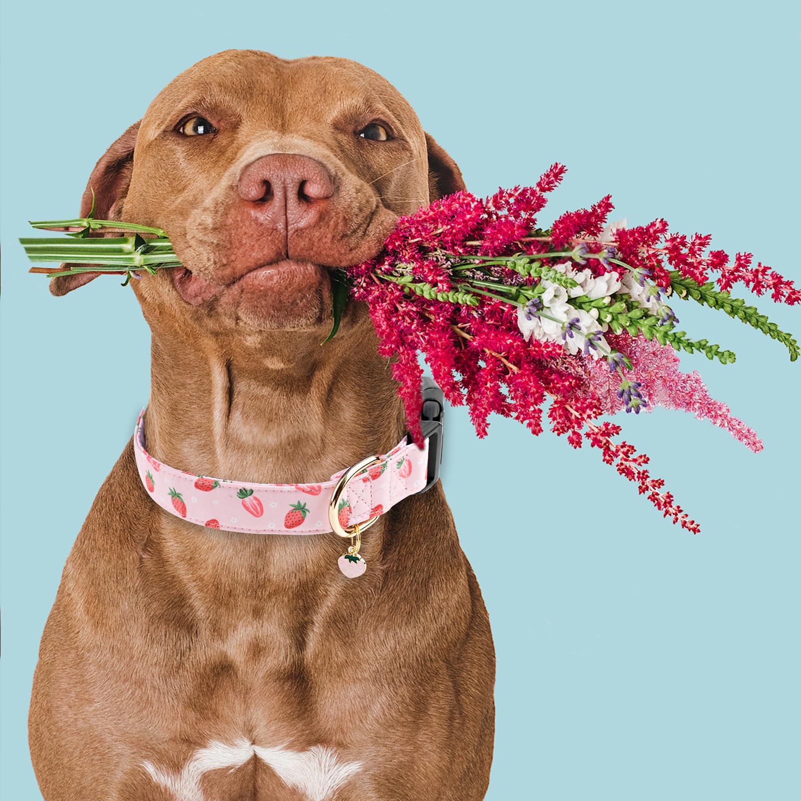 Faygarsle Pink Strawberry Print Cotton Dog Collar For Small, Medium, Large Boys Girls Dogs L