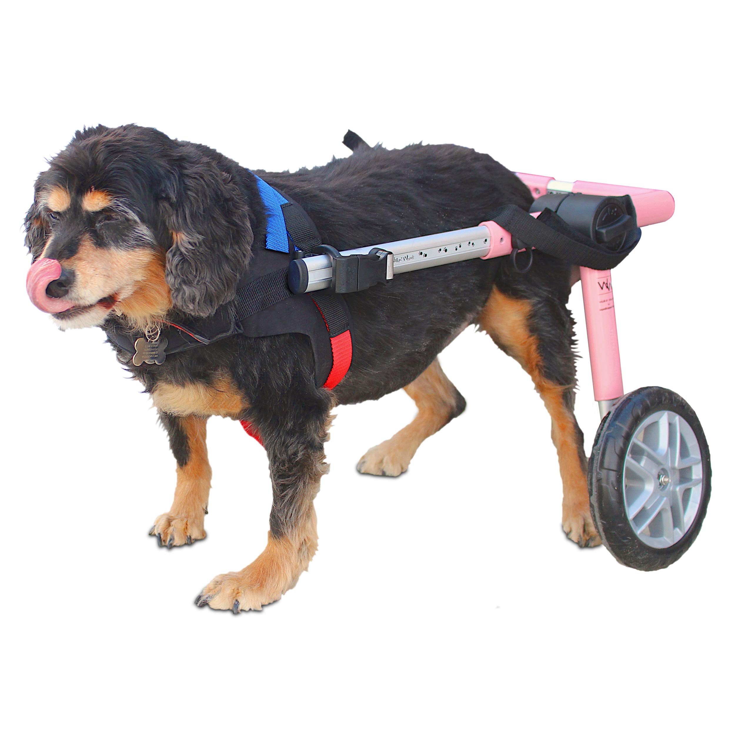 Walkin Wheels Dog Wheelchair  for Medium Dogs 2649 lbs  Veterinarian Approved  Dog Wheelchair for Back Legs