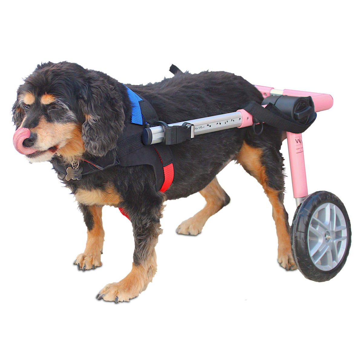 Walkin' Wheels Dog Wheelchair - For Medium Dogs 26-49 Lbs - Veterinarian Approved - Dog Wheelchair For Back Legs