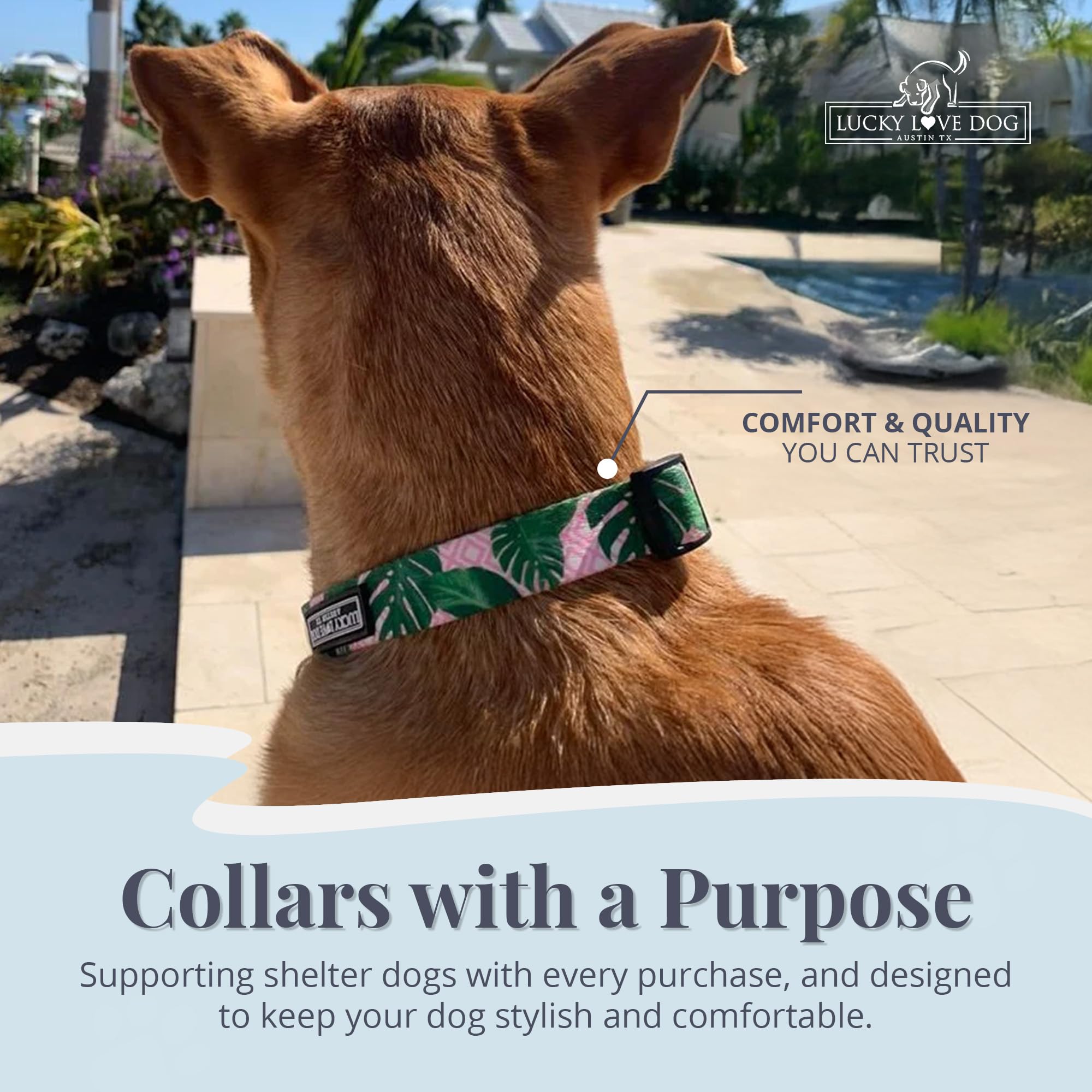 Lucky Love Dog, Tropical Dog Collar For Female Male Dogs, Comfortable & Soft, Vivid Pink Dog Collar - (X-Small, Laguna Collar)