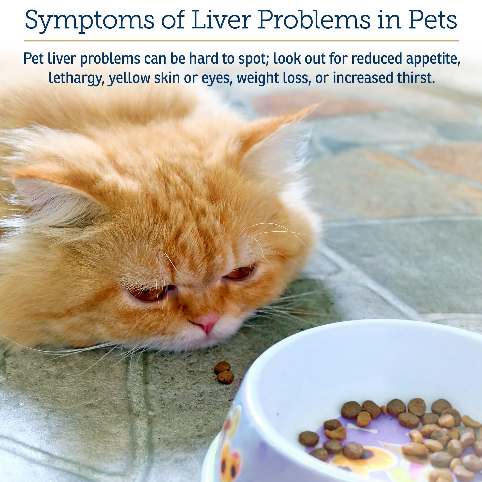Rx Vitamins Liquid Hepato Support for Dogs & Cats - Liver Support Supplement with Milk Thistle for Dogs (Silymarin & Silybinin)