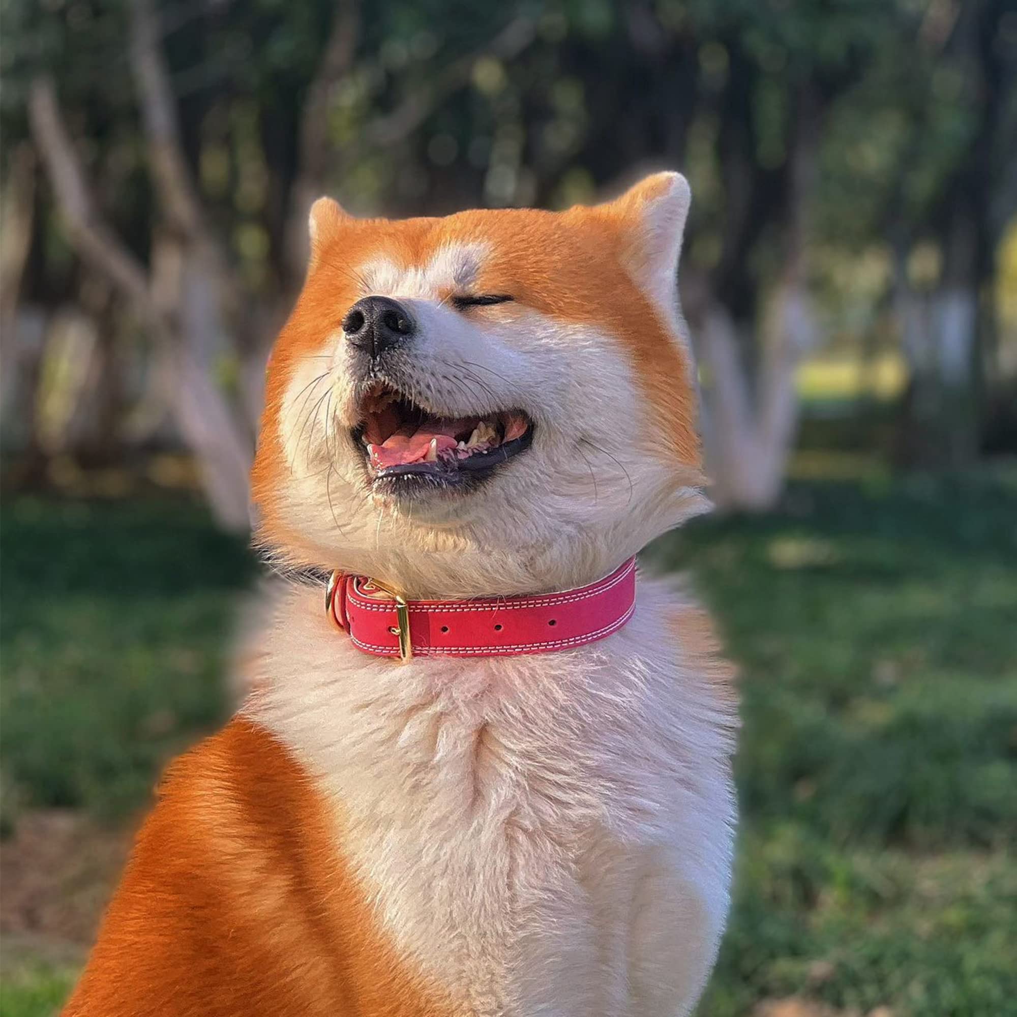 Daihaqiko Genuine Leather Dog Collar, Heavy Duty Dog Collar, Wide Dog Collar For Small Dog, Medium Dog, Large Dog And Extra Large Dog (S: 0.8' Wide For 13.4'-15.8' Neck, Dual Stitch - Pink)