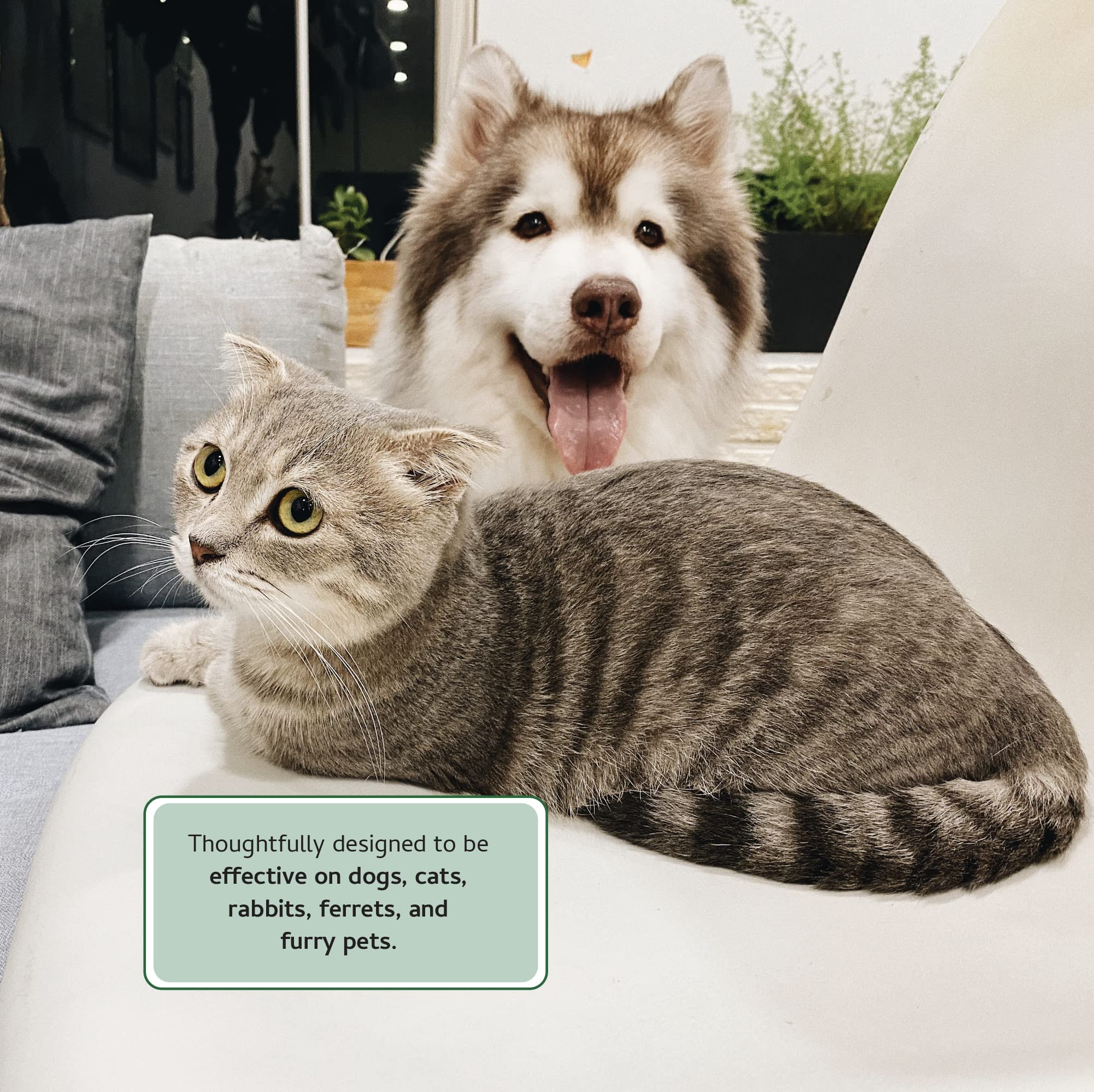 Begley’S Natural Pet Cologne And Deodorizer - Premium Essential Oil Scented Dog Body Spray And Cat Perfume - Dog Grooming Spray And Pet Odor Eliminator - Cat Cologne Mist, Dog Cologne Spray Long Lasting - 8 Oz, Baby Powder, 2 Pack