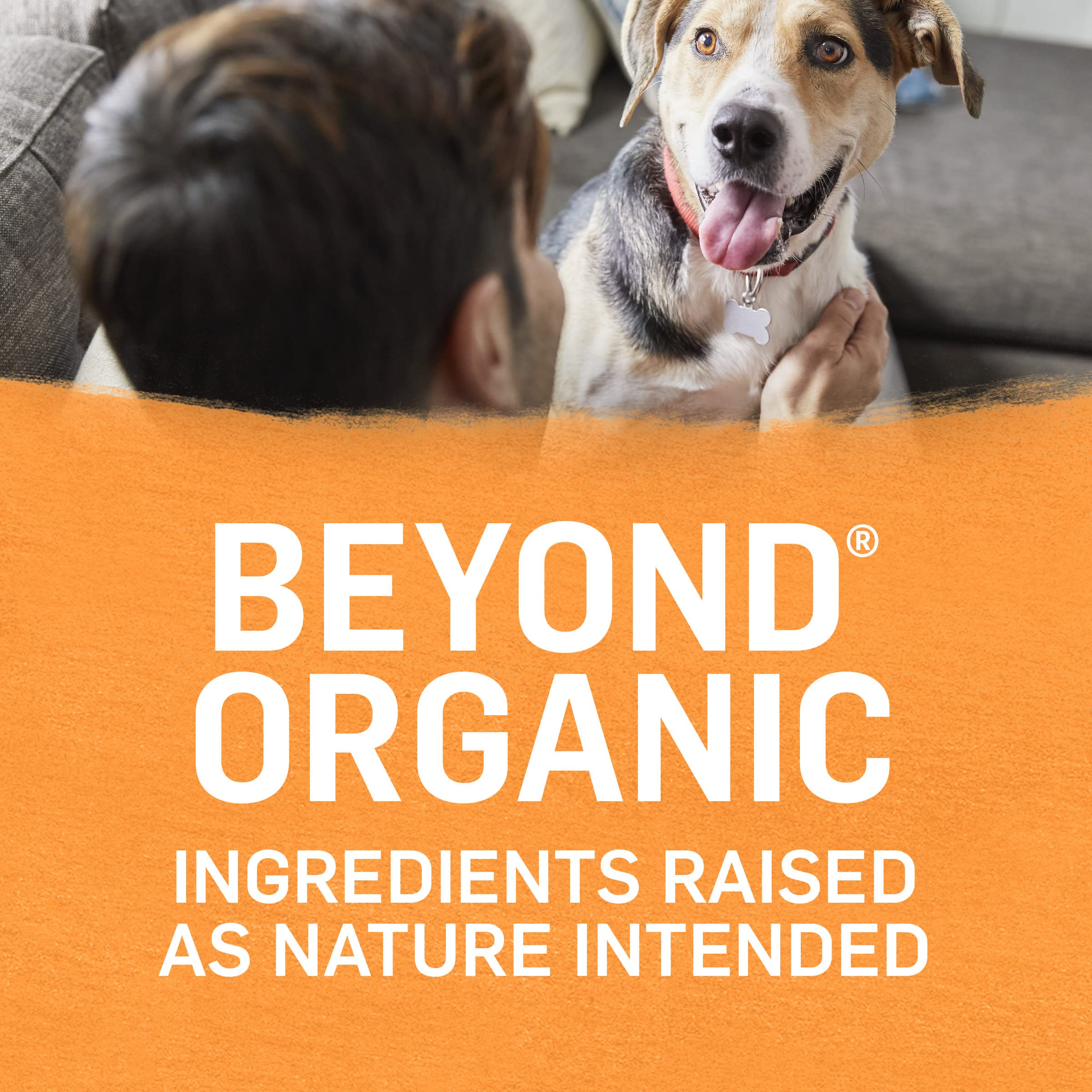Purina Beyond Organic Wet Dog Food, Organic Chicken & Carrot Adult Recipe Ground Entr  e with Broth - (Pack of 12) 13 oz. Cans