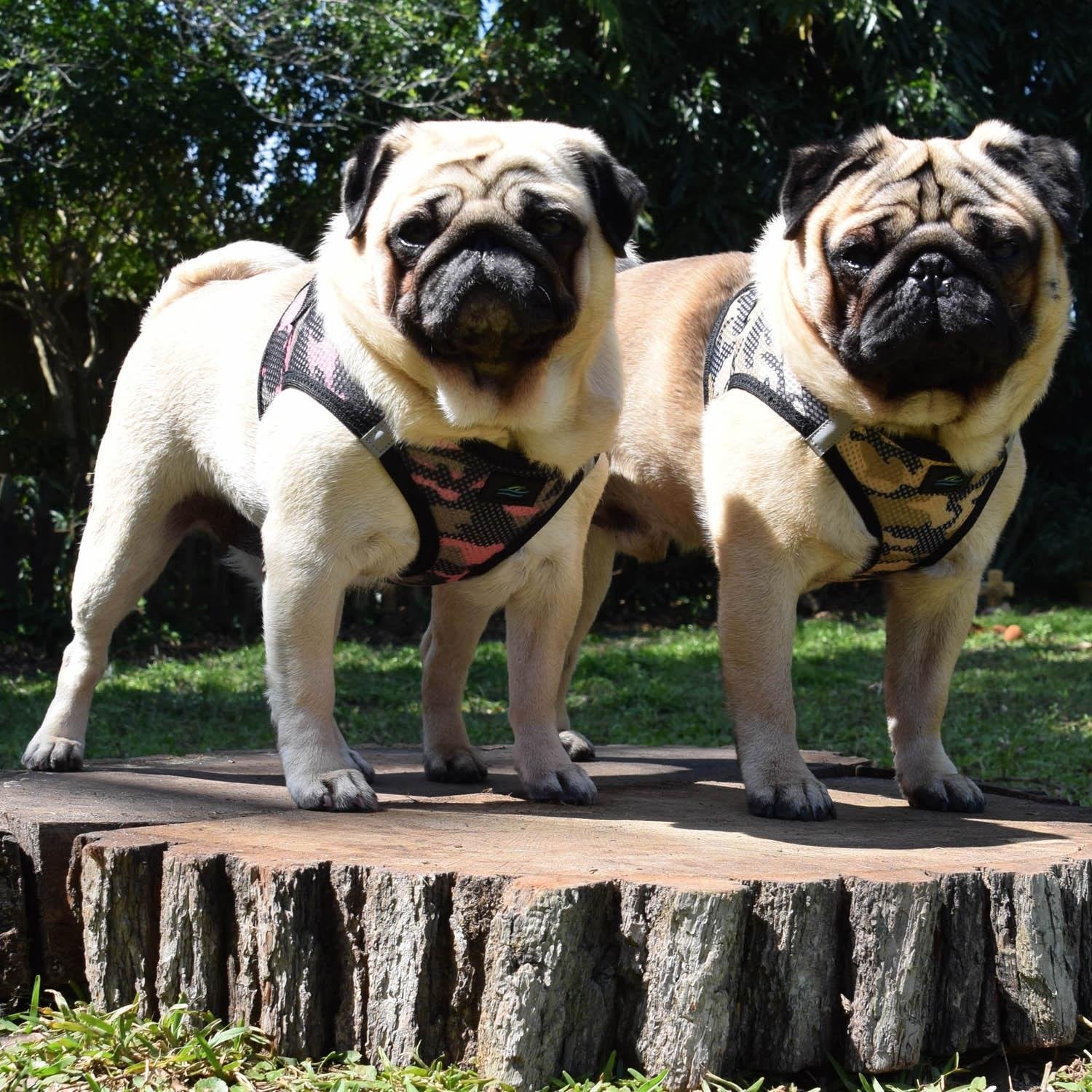 Doggie Design American River Dog Harness Camouflage Collection - Pink Camo L