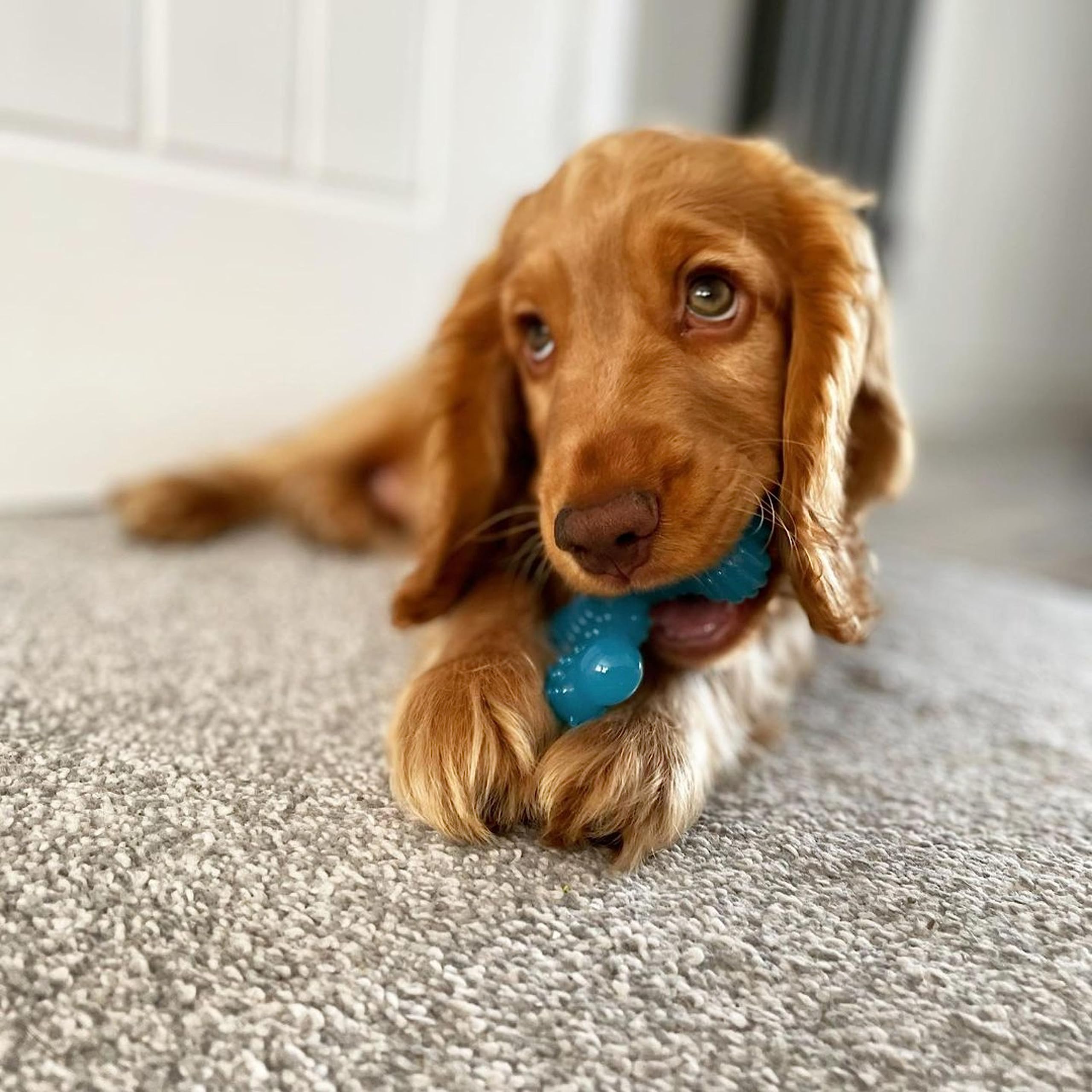 Nylabone 3 Pack Of Puppy X Bone Beef Flavored Chew Toys, For Dogs Up To 25 Pounds