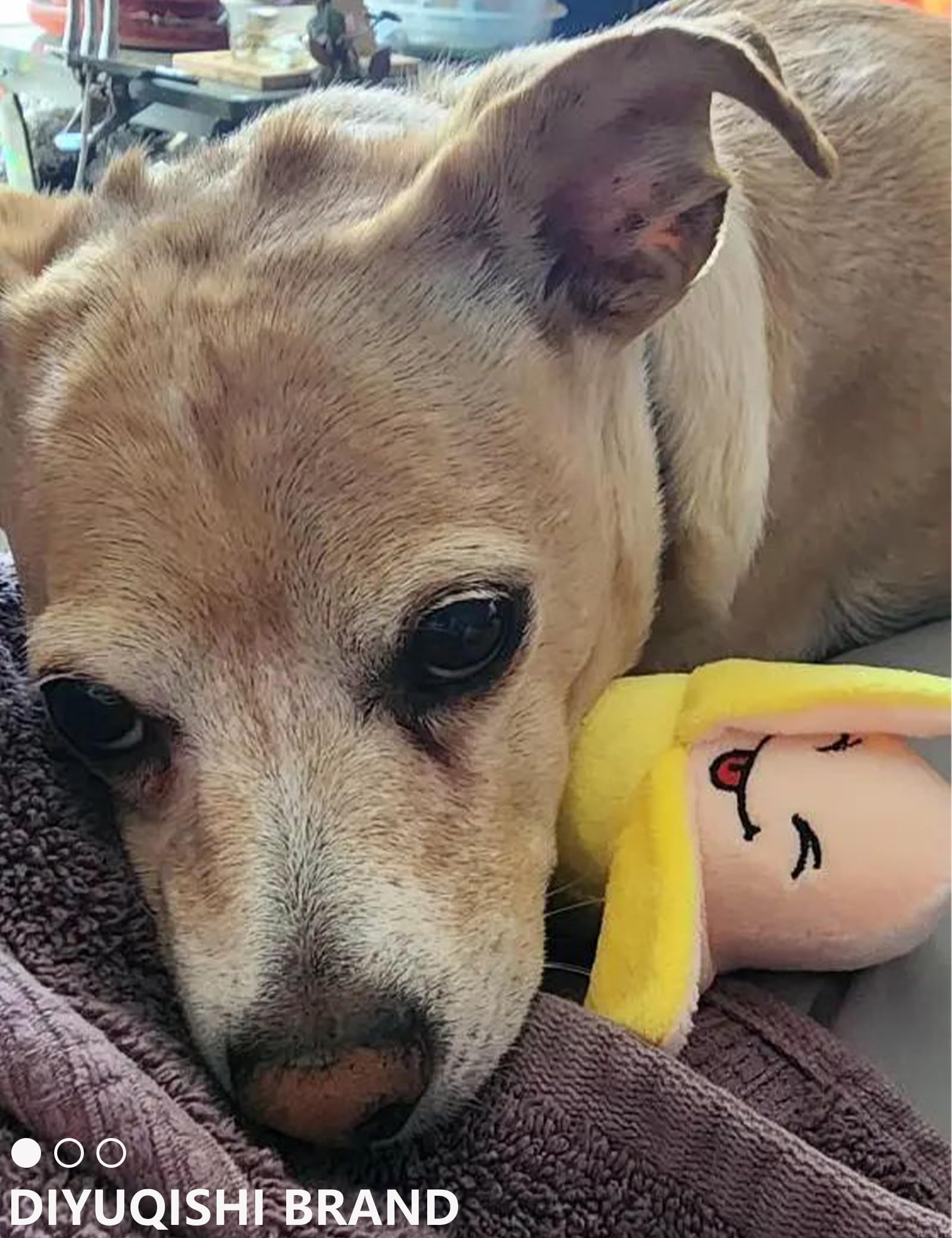 Diyuqishi 2-Pack Puppy Chew Toys - Soft & Sturdy Squeaky Pizza & Banana For Small Dogs, Dental Health, Indoor Playtime Fun (3.9'