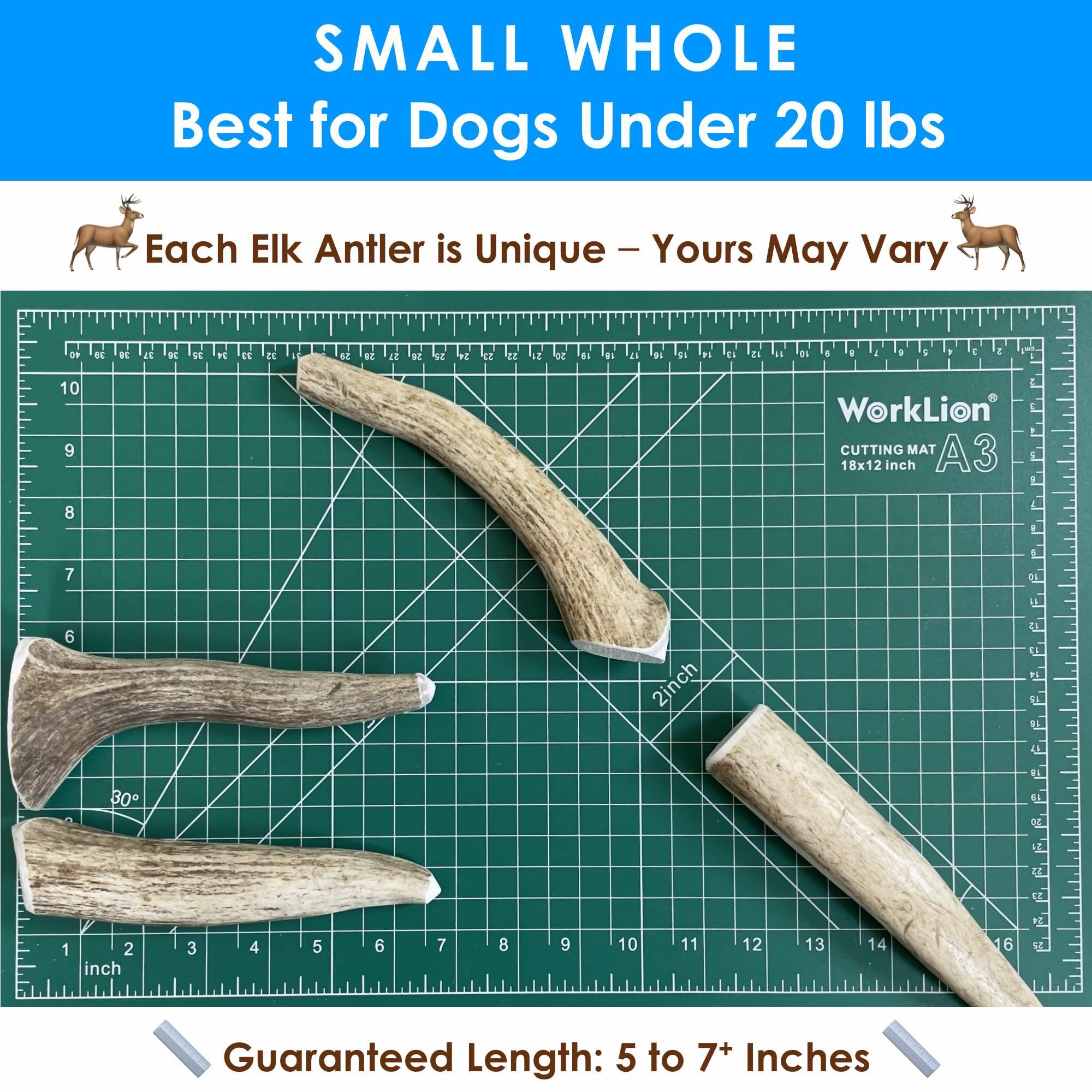 Deluxe Naturals 3-Pack Small Whole Elk Antler Dog Chews (5-7+ in) - Long Lasting, Natural Dog Chews for Small Dogs Under 20 lbs