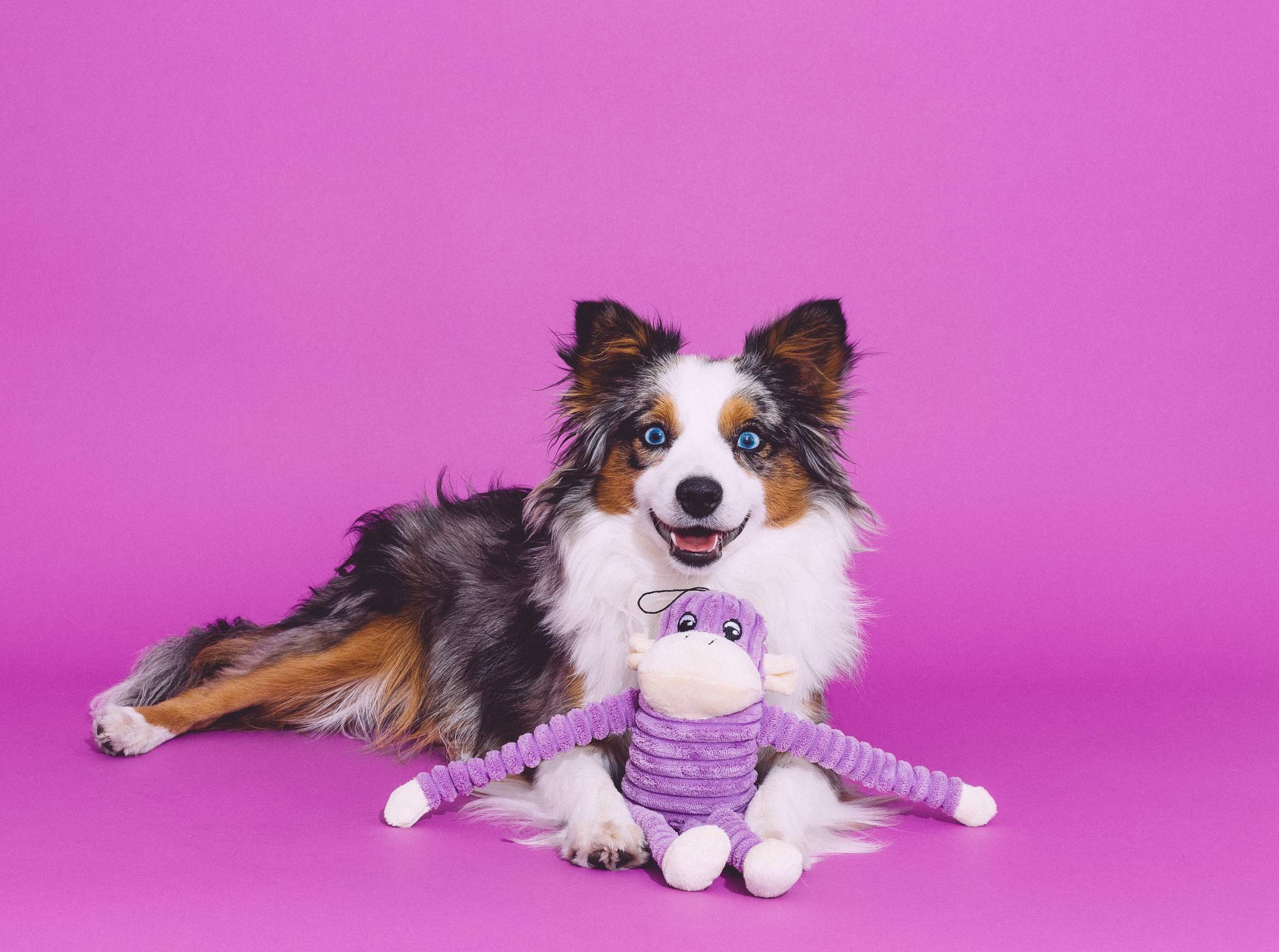 ZippyPaws Spencer Crinkle Monkey Dog Toy - Plush, Squeaker, Small, Purple, Model ZP047