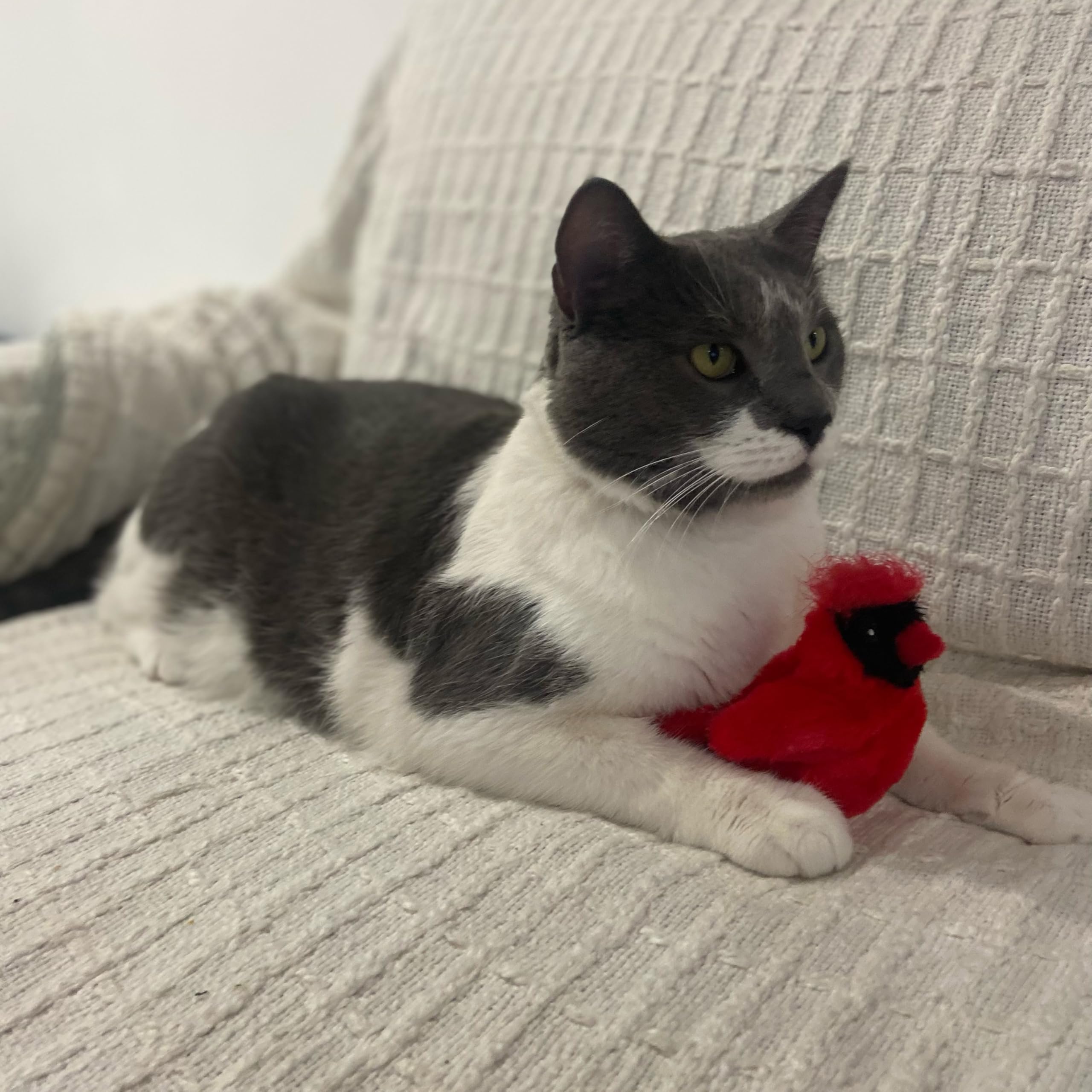 Spot Song Birds Cat Toys - Touch Activated Singing Catnip Toy Mimics Real Bird Songs, Battery Operated Toy Satisfies Cat'S Natural Urge To Hunt - One 5' Song Bird, Assorted Colors