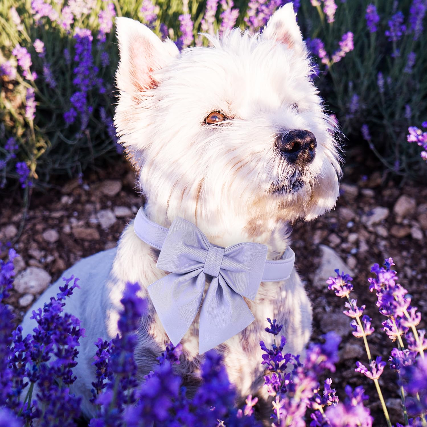 Maca Bates Dog Collar With Bow For Dogs Lavender Collars Solid Colors Sailor Bow Tie Purple Adjustable Soft Durable Breakaway Vi