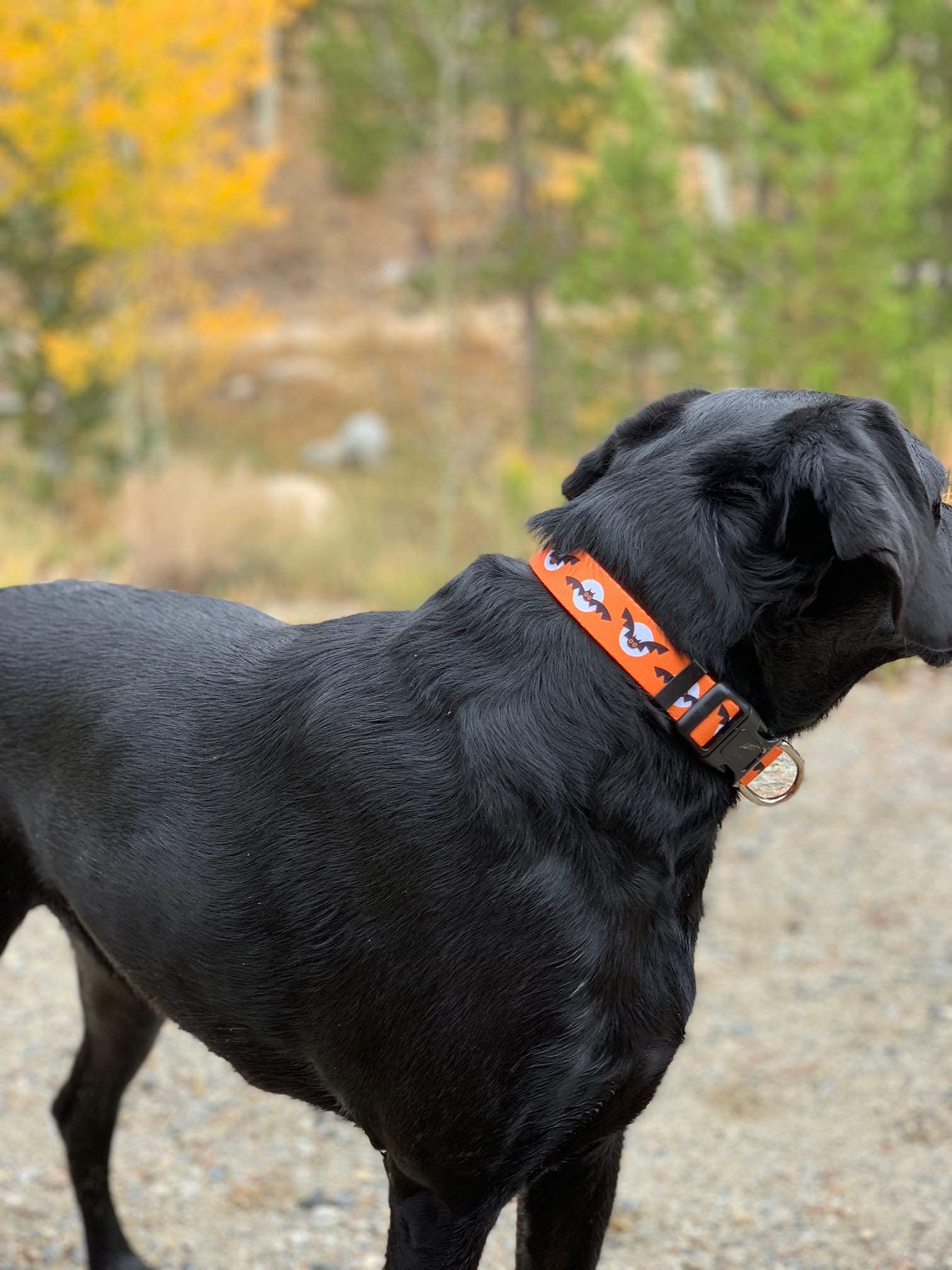 Native Pup Halloween Dog Collar (Small, Bats And Moon)