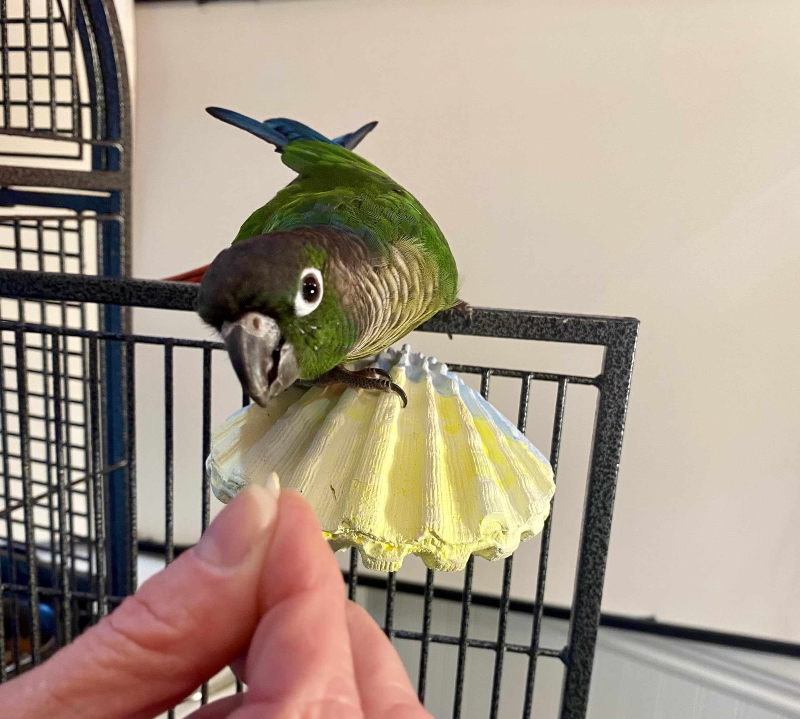 Polly'S Comfy Clam Parrot Cage Flat Bird Perch For Macaws, Parakeets, Cockatiels, African Greys, Amazons And More (Blue/Yellow, Small)