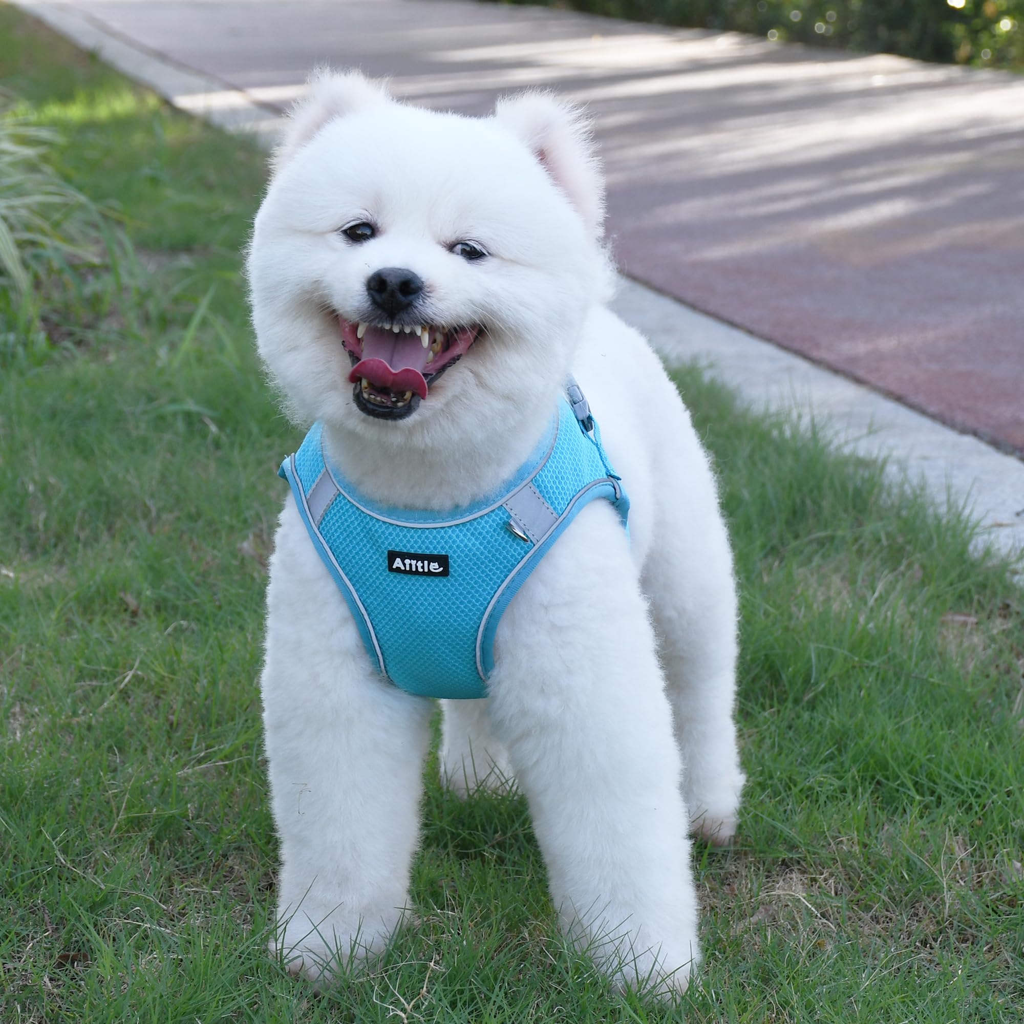 Aiitle Dog Harness No Choke Over, Step In Adjustable Dog Harness With A Leash, Breathable Mesh And Quick-Release Buckle - Outdoo