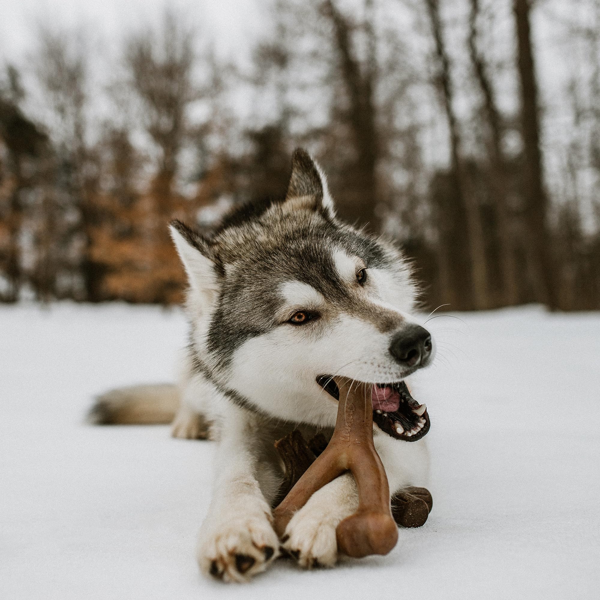 Lumabone Real Bacon 3-Pack Dog Toys For Aggressive Chewers,Wishbone, Dental Chew, Ring Bacon Medium