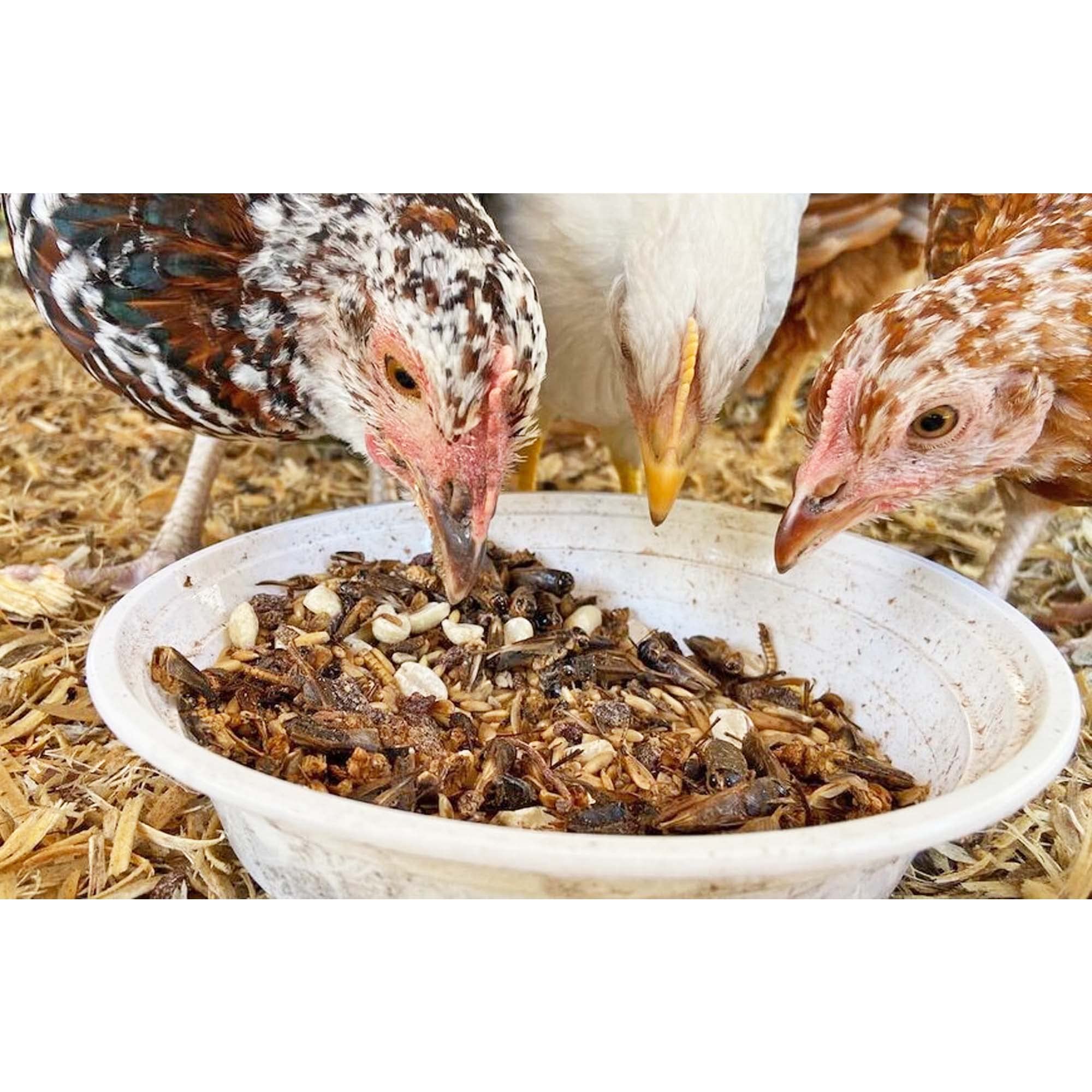 2 Pound Dried Crickets - High Protein Insect Treat - Chickens, Wild Birds, Hedgehogs, Bluebirds, Reptiles, Sugar Gliders, Opossu