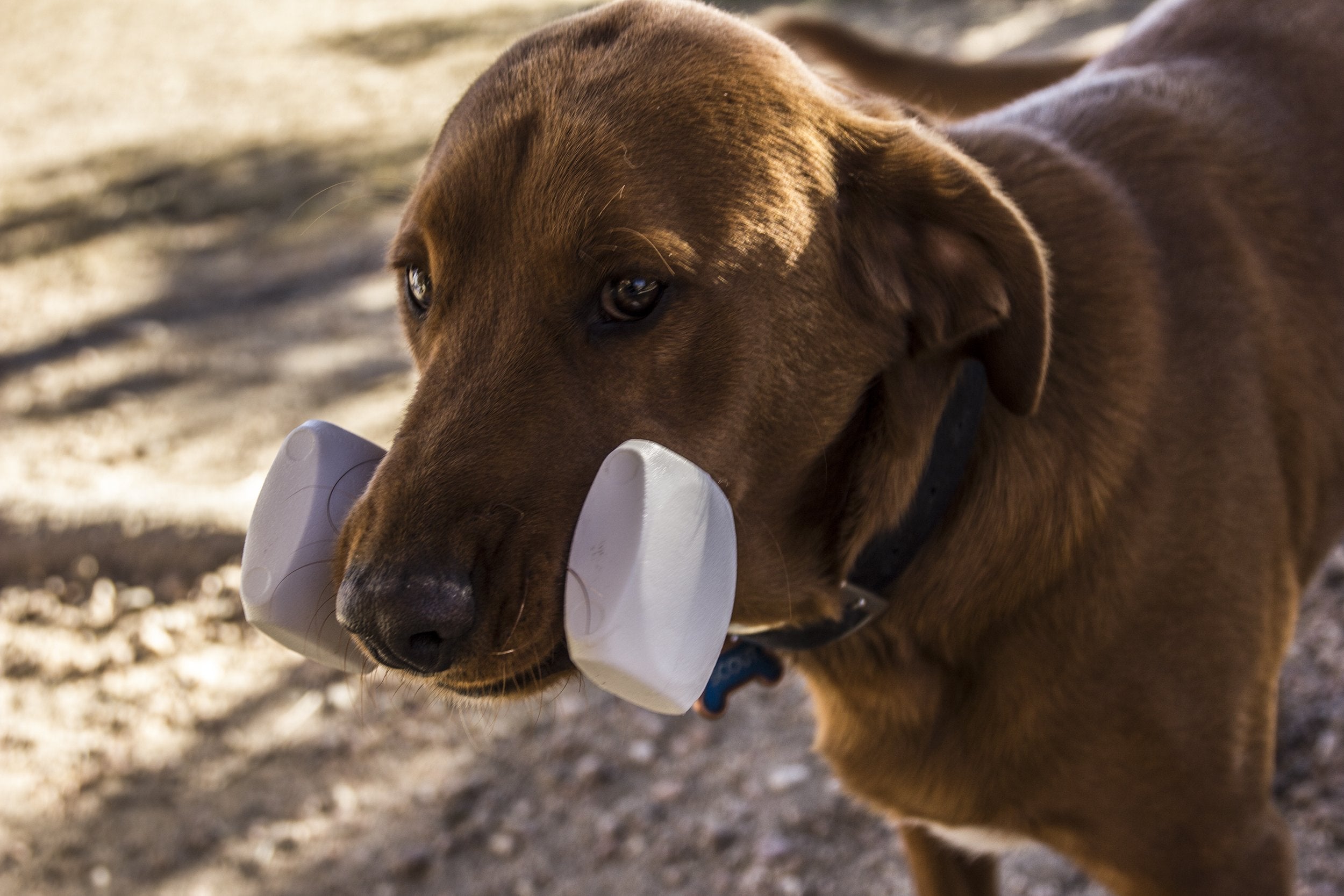 Enrych Dog Training Dumbbell, 7-Inch, White