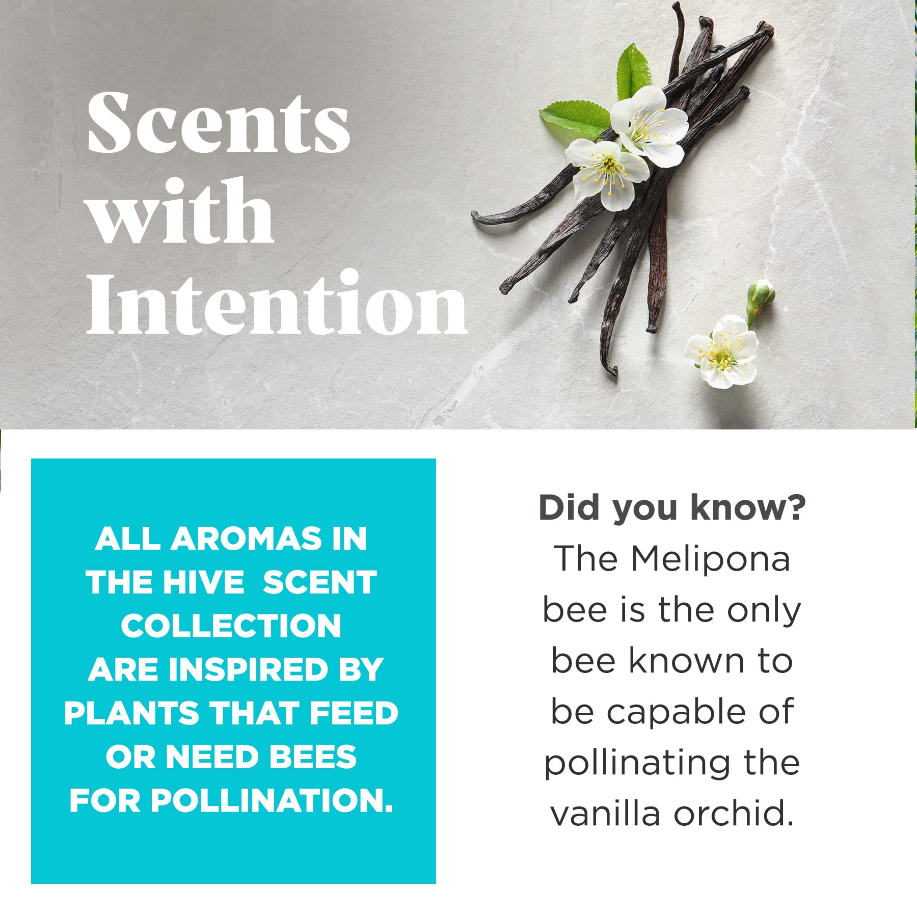 Project Hive ·Pet Company· - Soothing Vanilla Scented - Hive Dog Fetch Stick For Large Breeds - Dog Stick Toy - Floats In Water - Treat Dispenser Toy - Durable And Tough - Made In The Usa