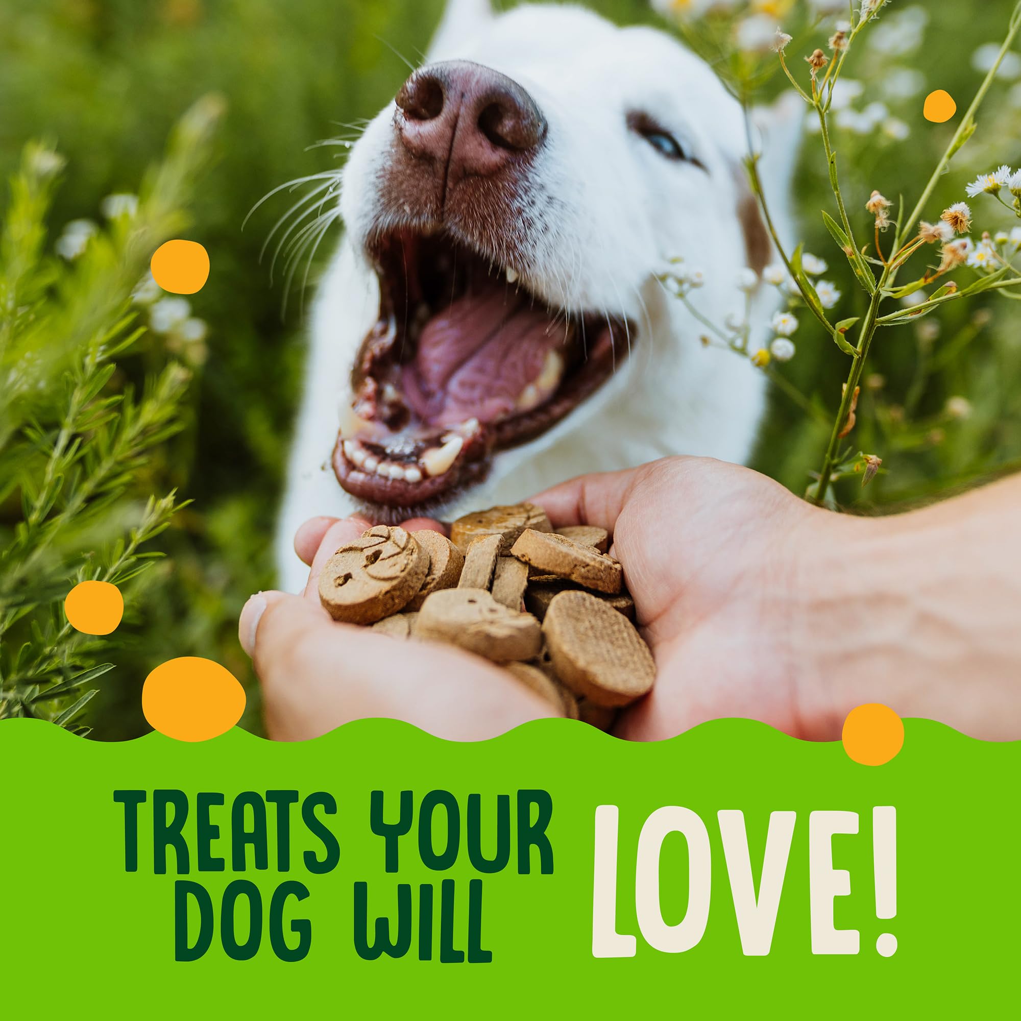 earthborn EarthBites Crunchy Grain Free Treats for Dogs (Turkey)
