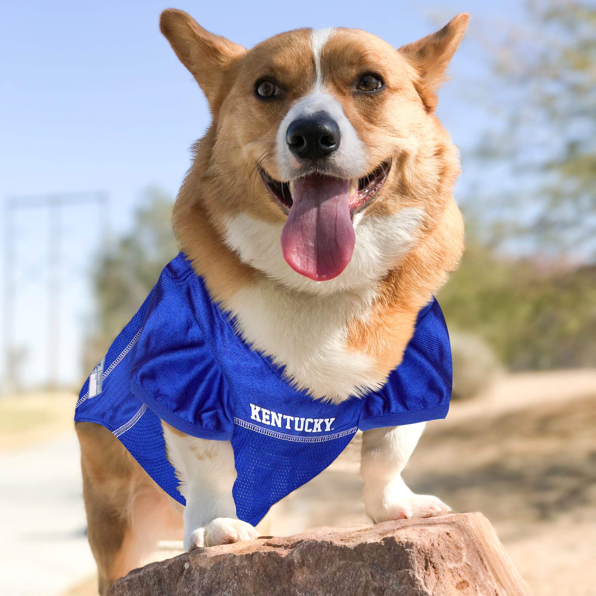 Pets First NCAA College University of Kentucky Wildcats Mesh Jersey for DOGS & CATS, Size Medium, Licensed Dog Jersey with your