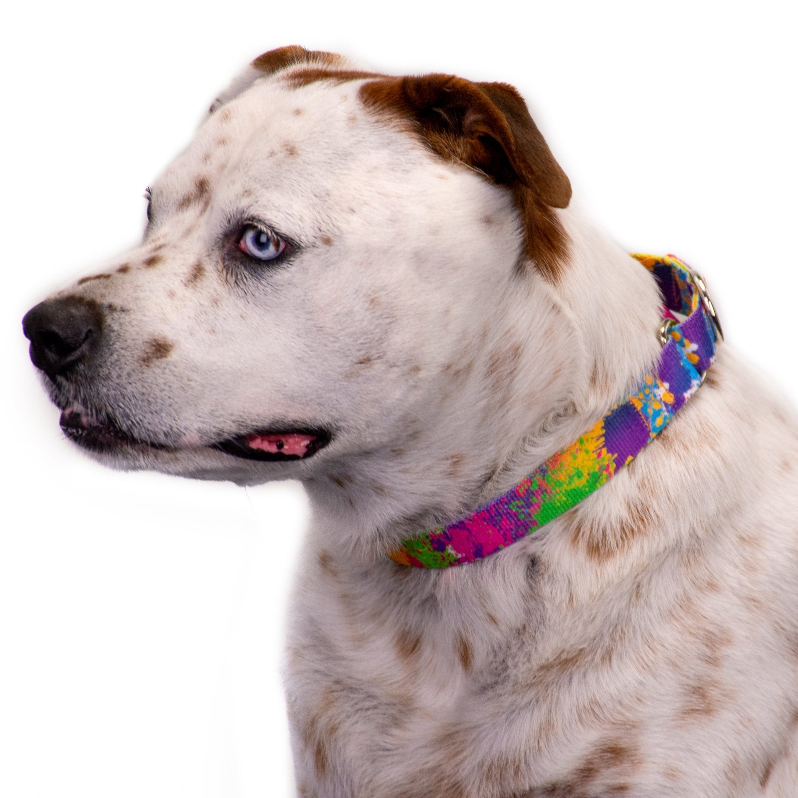 Country Brook Petz - Paint Splatter Martingale Dog Collar - Groovy Collection Featuring Far Out Designs (1 Inch, Large)