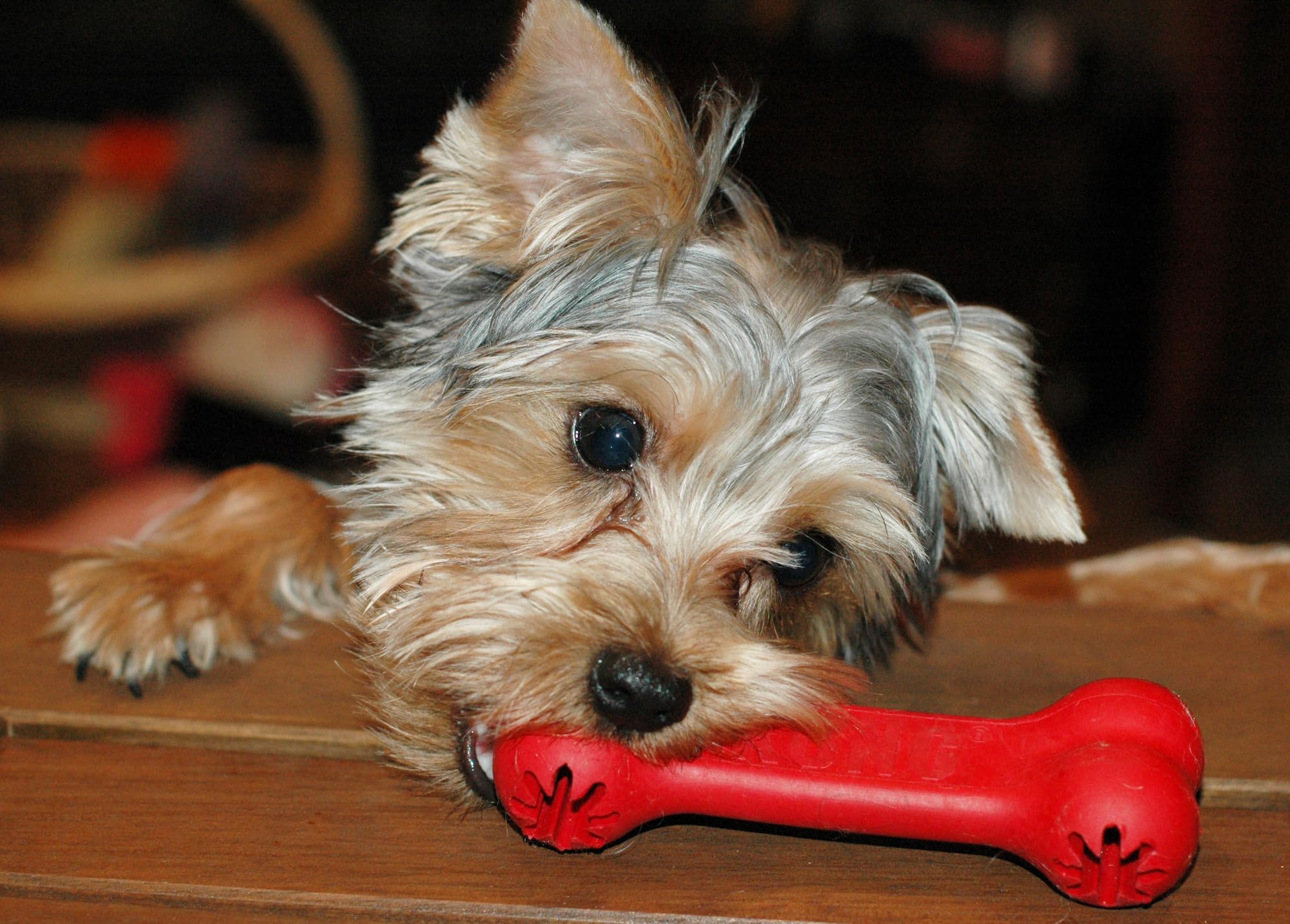 KONG Goodie Bone - Classic Durable Natural Rubber Dog Bone, Supports Mental Engagement - Treat Dispensing - Red - for Medium Dog