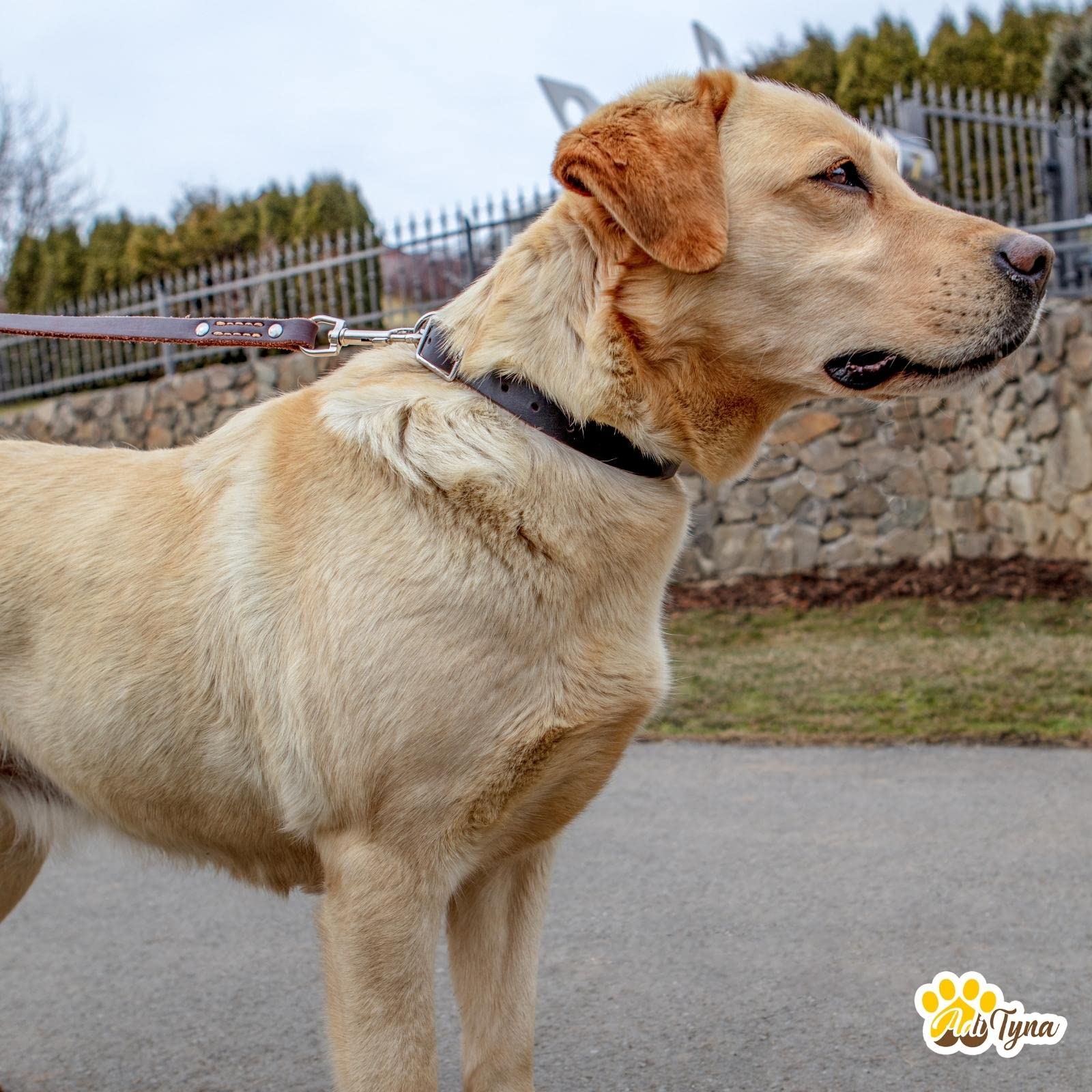 Adityna Black Xl Leather Dog Collar For Extra-Large Dogs - Classic, Soft, Strong, Heavy Duty, Handmade Top-Grain Leather - For W