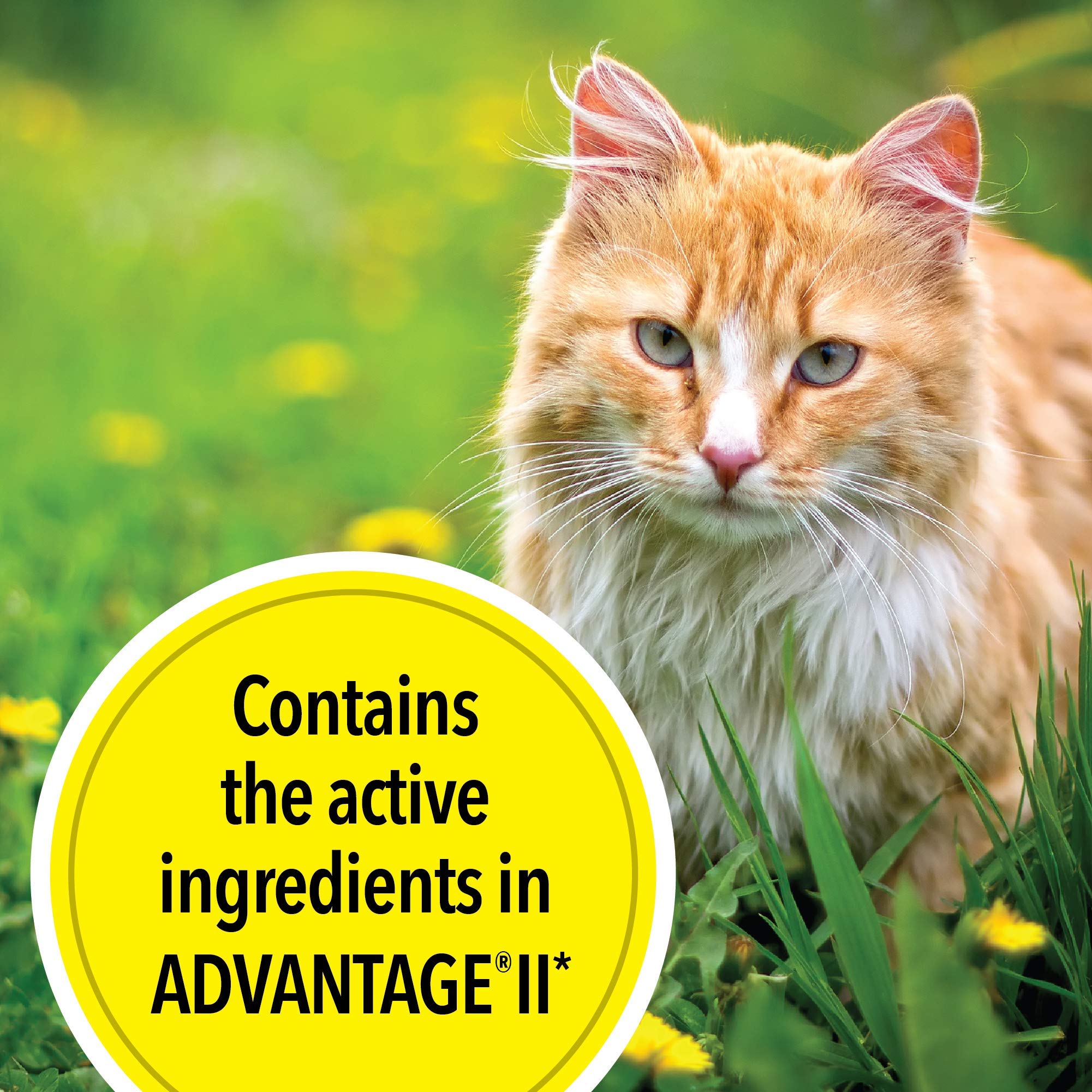 Tevrapet Actispot Ii Flea Treatment For Large Cats 9+ Lbs  6 Doses  Powerful Prevention And Control
