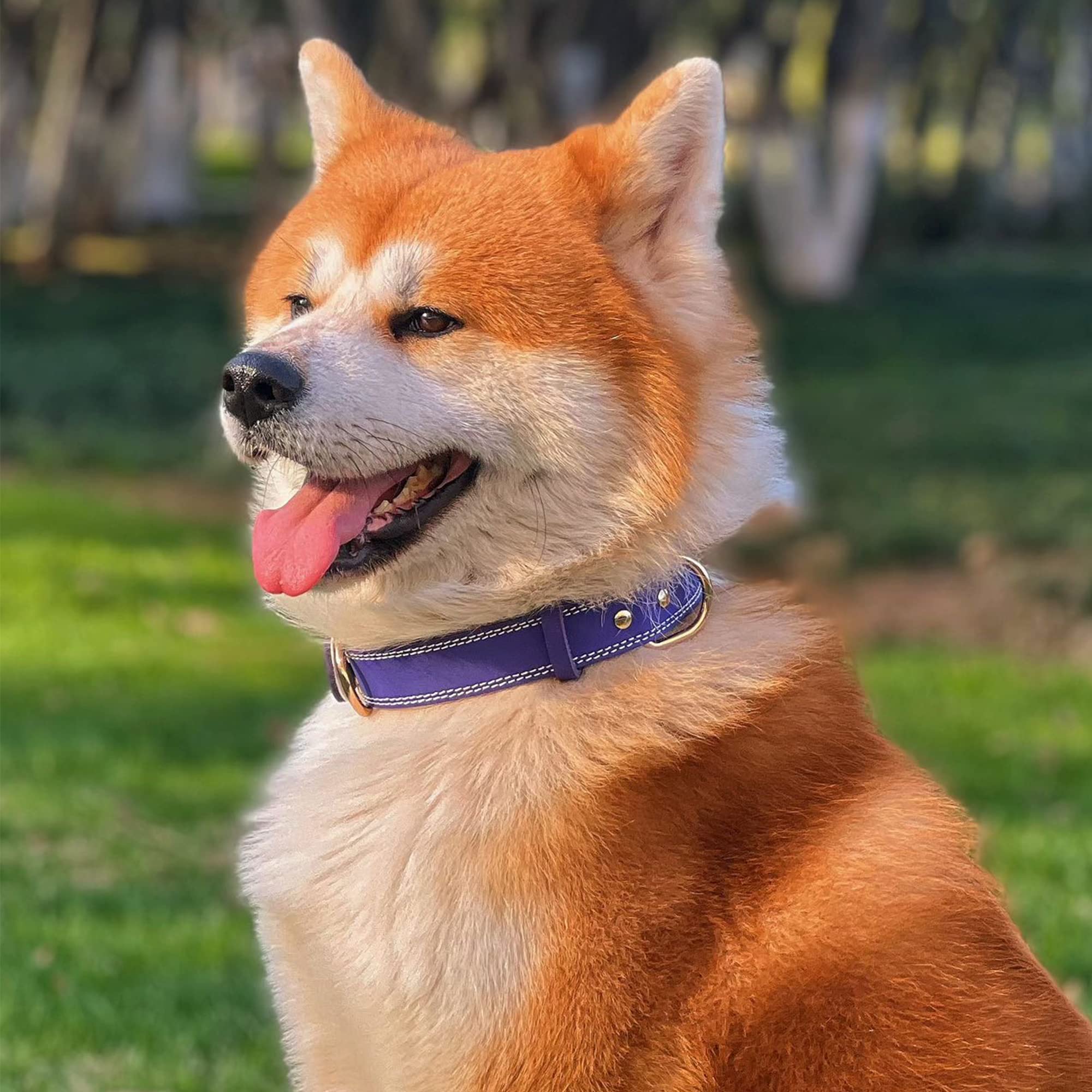 Daihaqiko Genuine Leather Dog Collar, Heavy Duty, Wide For Small To Extra Large Dogs (M: 1'' Wide For 15.2''-19.2'' Neck, Dual S