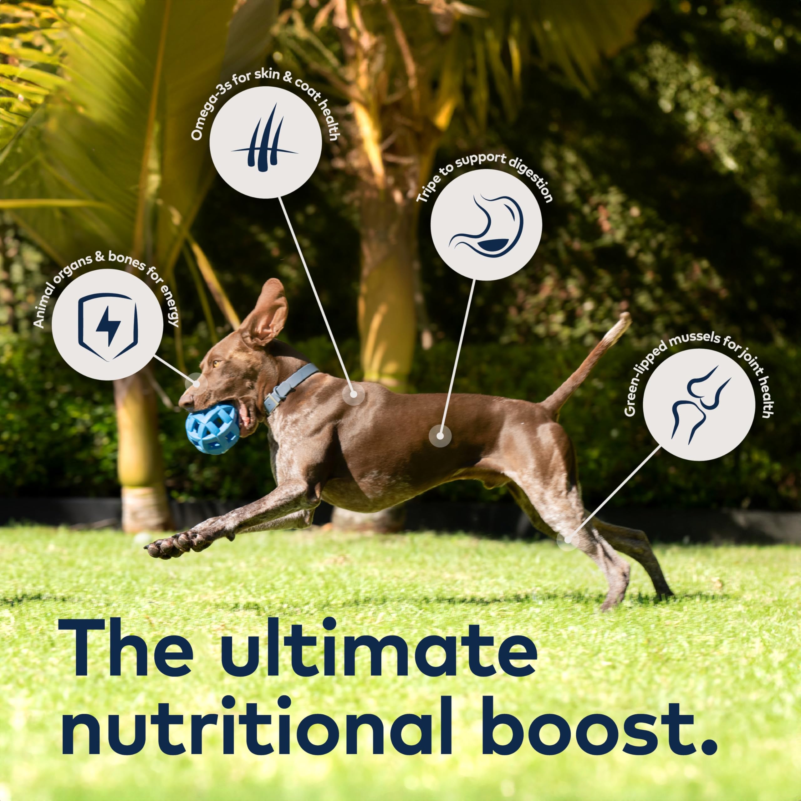 ZIWI Peak Canned Wet Dog Food - All Natural, High Protein, Grain Free, Limited Ingredient, with Superfoods (Lamb, Case of 12, 13