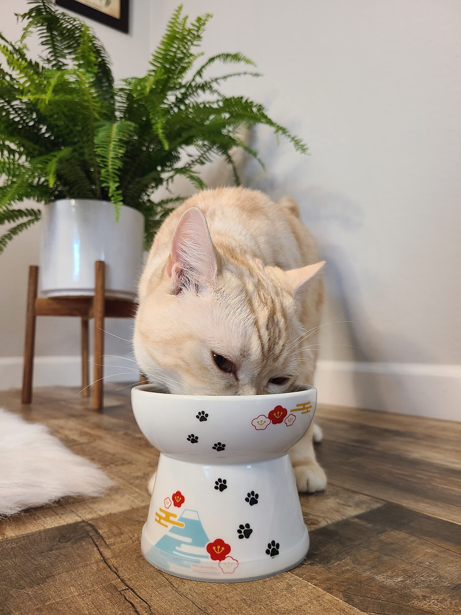 Necoichi Raised Cat Food Bowl - Ceramic Elevated Cat Bowl for Whisker & Neck Fatigue, Dishwasher Microwave Safe - Non-Slip & Ant