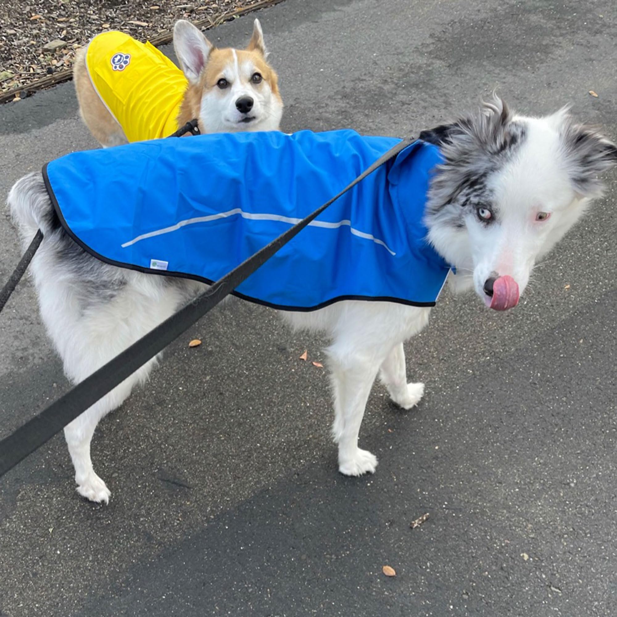 Mile High Life | Dog Raincoat | Adjustable Water Proof Pet Clothes | Lightweight Rain Jacket With Reflective Strip | Easy Step In Closure, Blue, Small