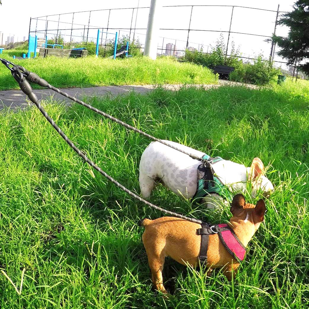Taglory Double Dog Leash | Reflective Rope | No Tangle | Double Leash For Two Dogs | Puppy Small Medium Breeds | Red