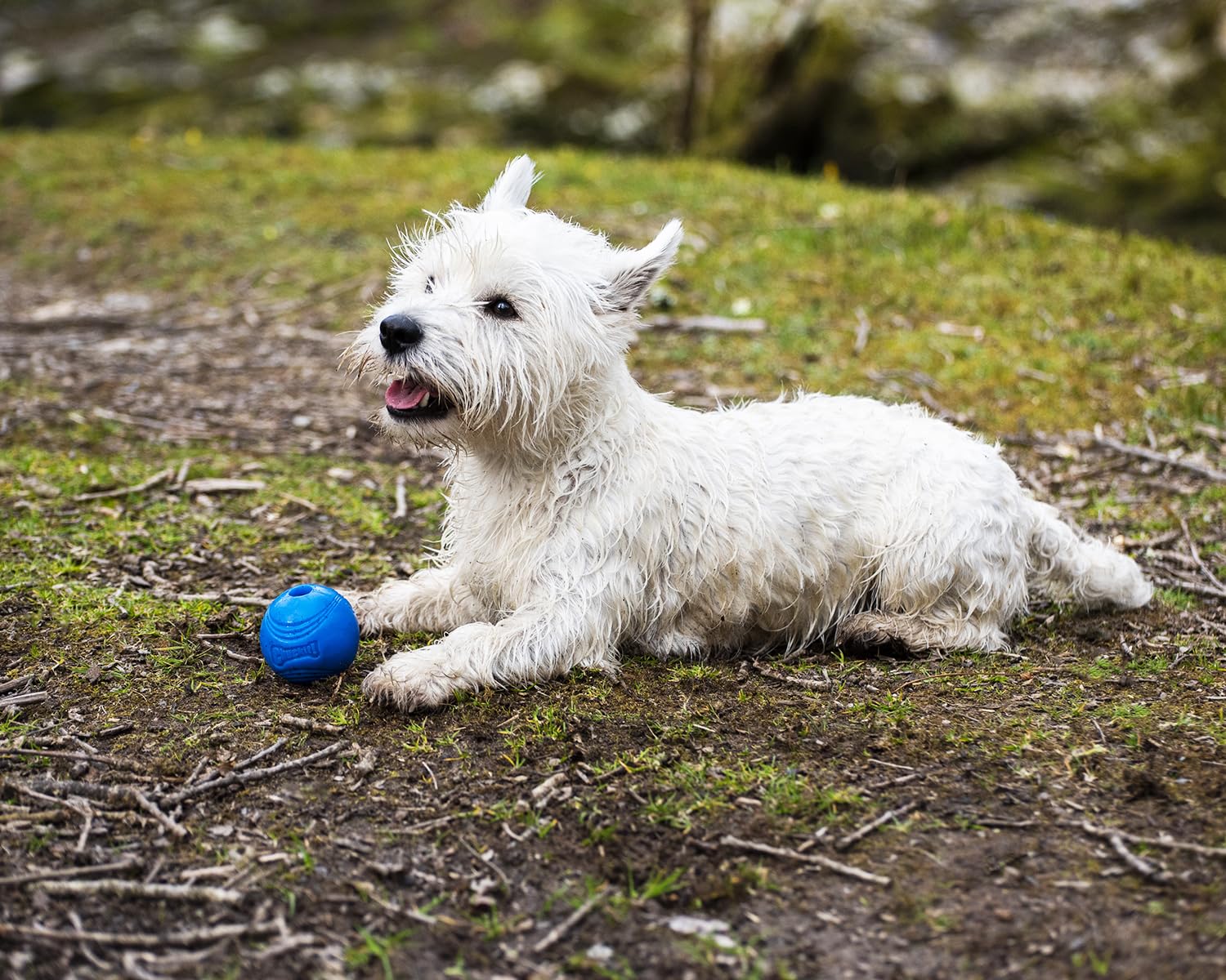 Chuckit! Crunch Ball Dog Toy, Medium (Pack Of 2)
