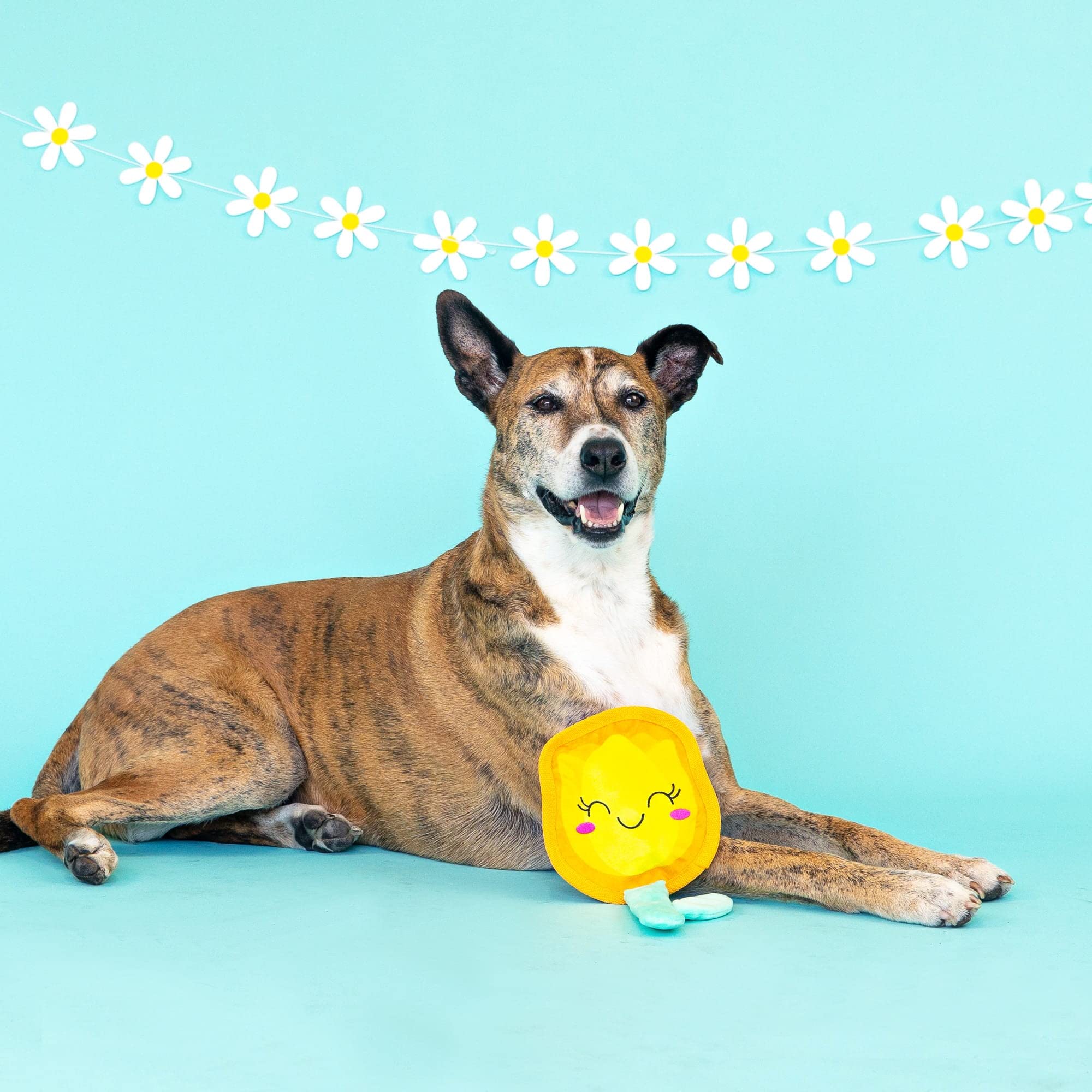 Fringe Studio Plush Dog Toy - Durable, Polyester, In Full Bloom, Model 729096, Pet Shop Collection