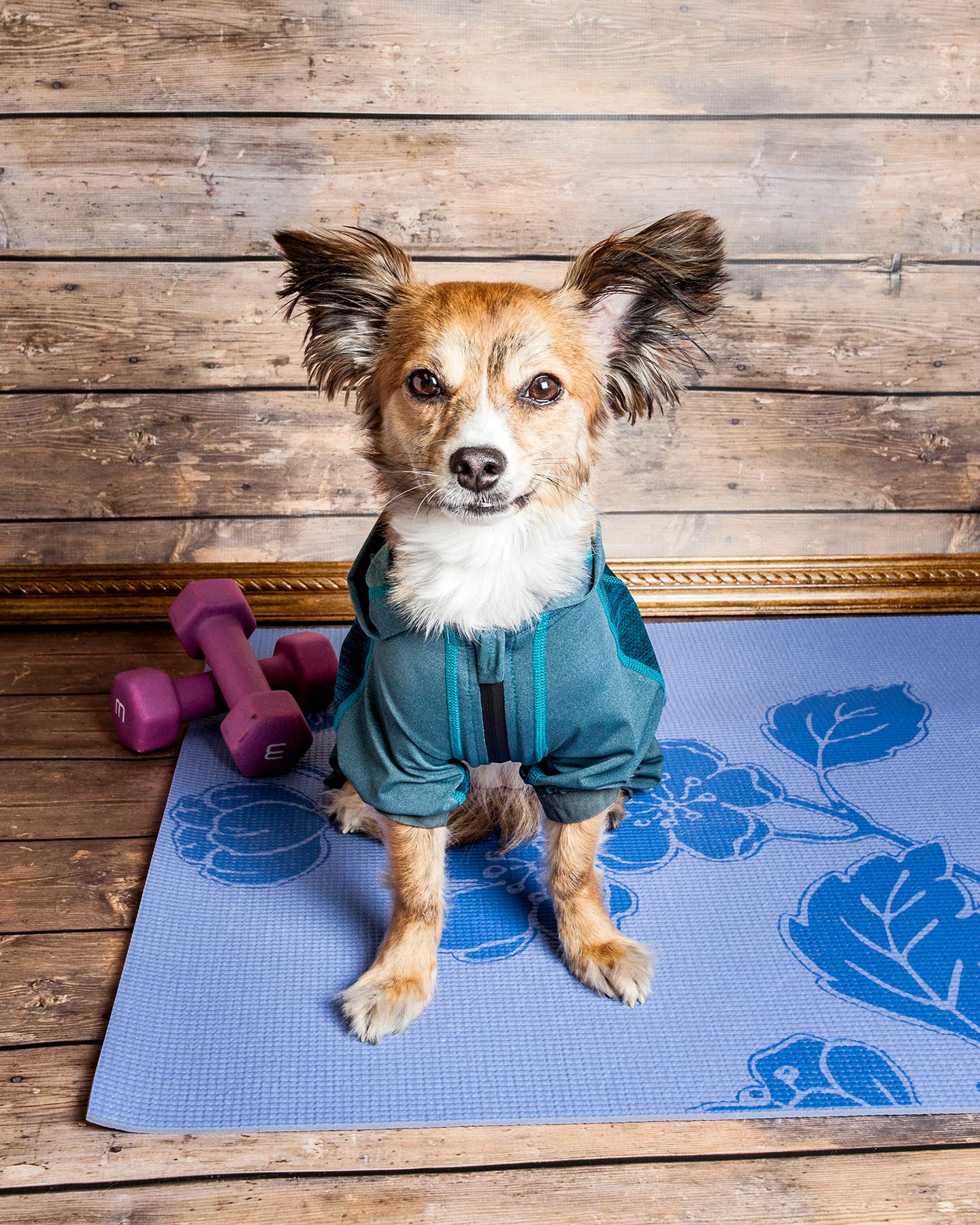 Dog Helios ?'Namastail' Lightweight 4-Way Stretch Breathable Full Bodied Performance Yoga Dog Hoodie Tracksuit, X-Small, Blue