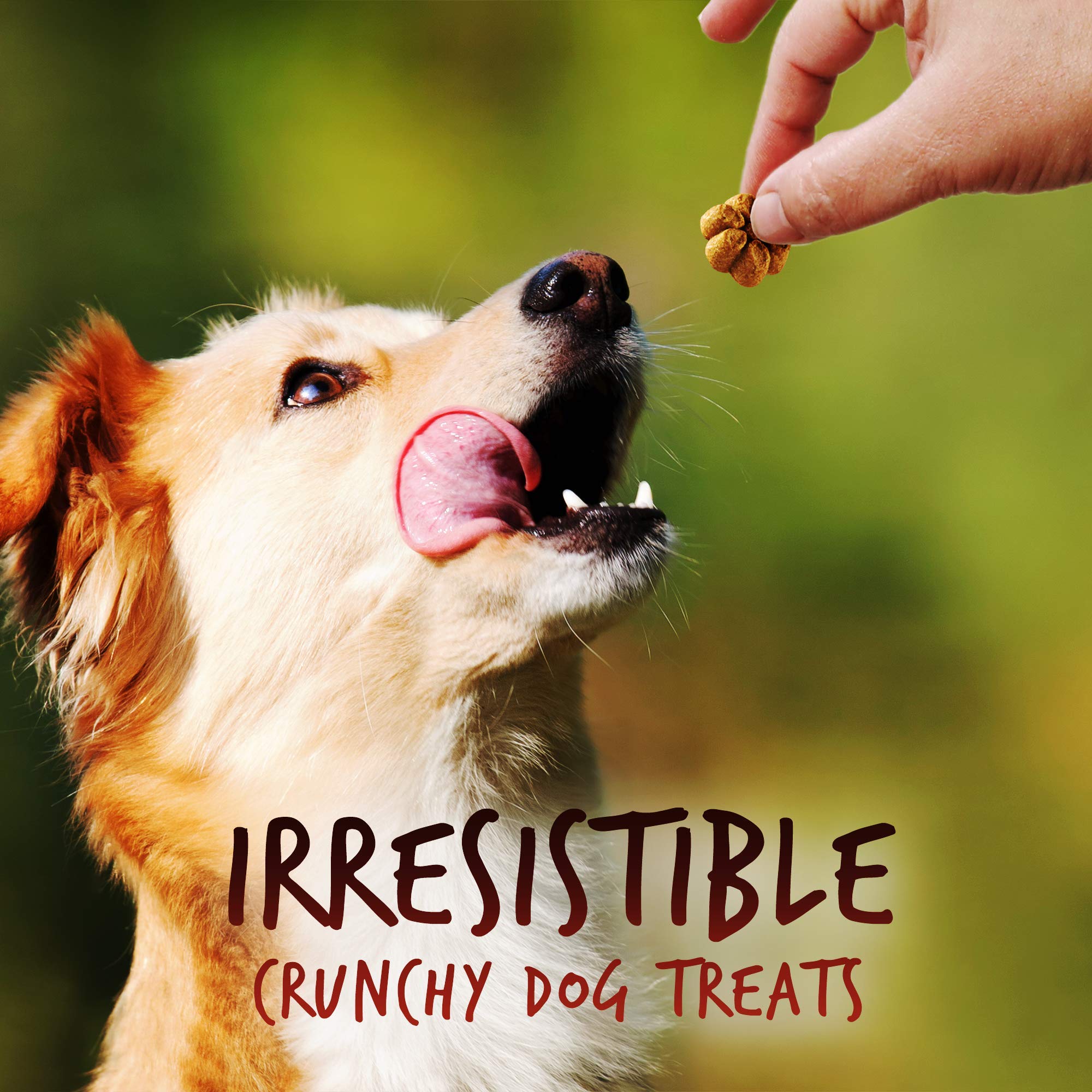 Fruitables Baked Dog Treats - Healthy Low Calorie Pumpkin Treats - Free of Wheat, Corn and Soy - Cripsy Bacon and Apple - 12 Oun