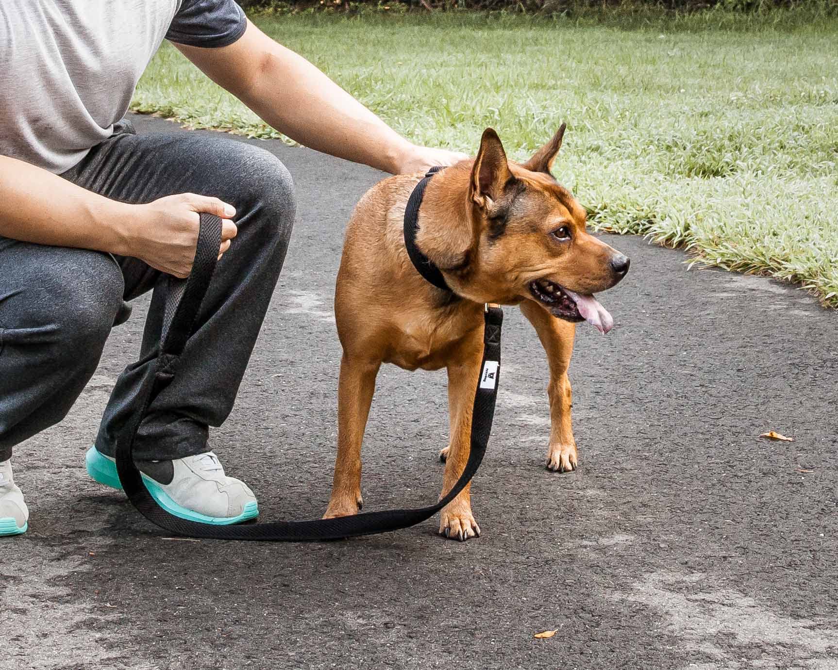Pet Life ® 'Aero Mesh' 360 Degree Dual Sided Comfortable And Breathable Adjustable Fashion Mesh Dog Collar And Dog Leash For Small Medium And Large Dogs Black