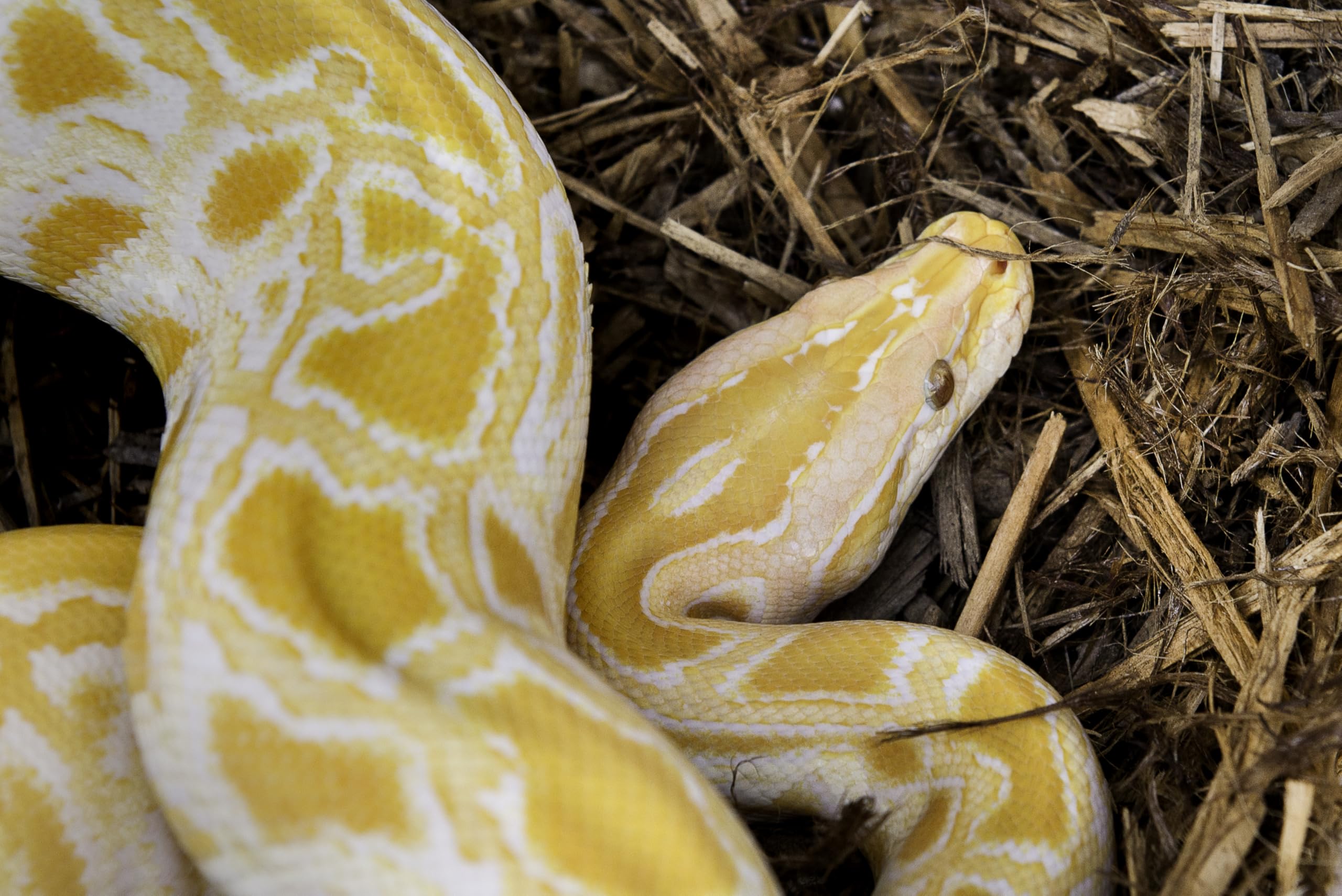 Galápagos (05056) Cypress Tank-Mulch Woodland Bedding For Reptiles & Amphibians, Eco-Friendly, High Absorbency, Dust-Free Perfect For Bearded Dragons, Tortoises, Snakes, & More, 24Qt