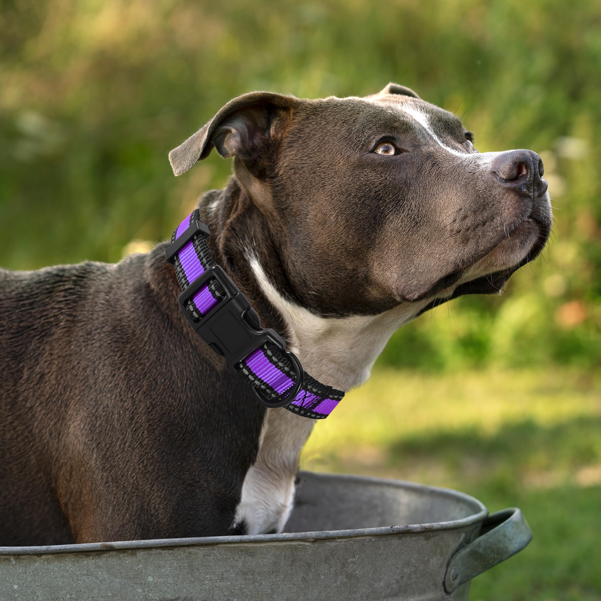 Mile High Life Dog Collar | Nylon Reflective Dog Collars | Light Weight Puppy Collars | Purple Dog Collars For Medium Dogs (Purp