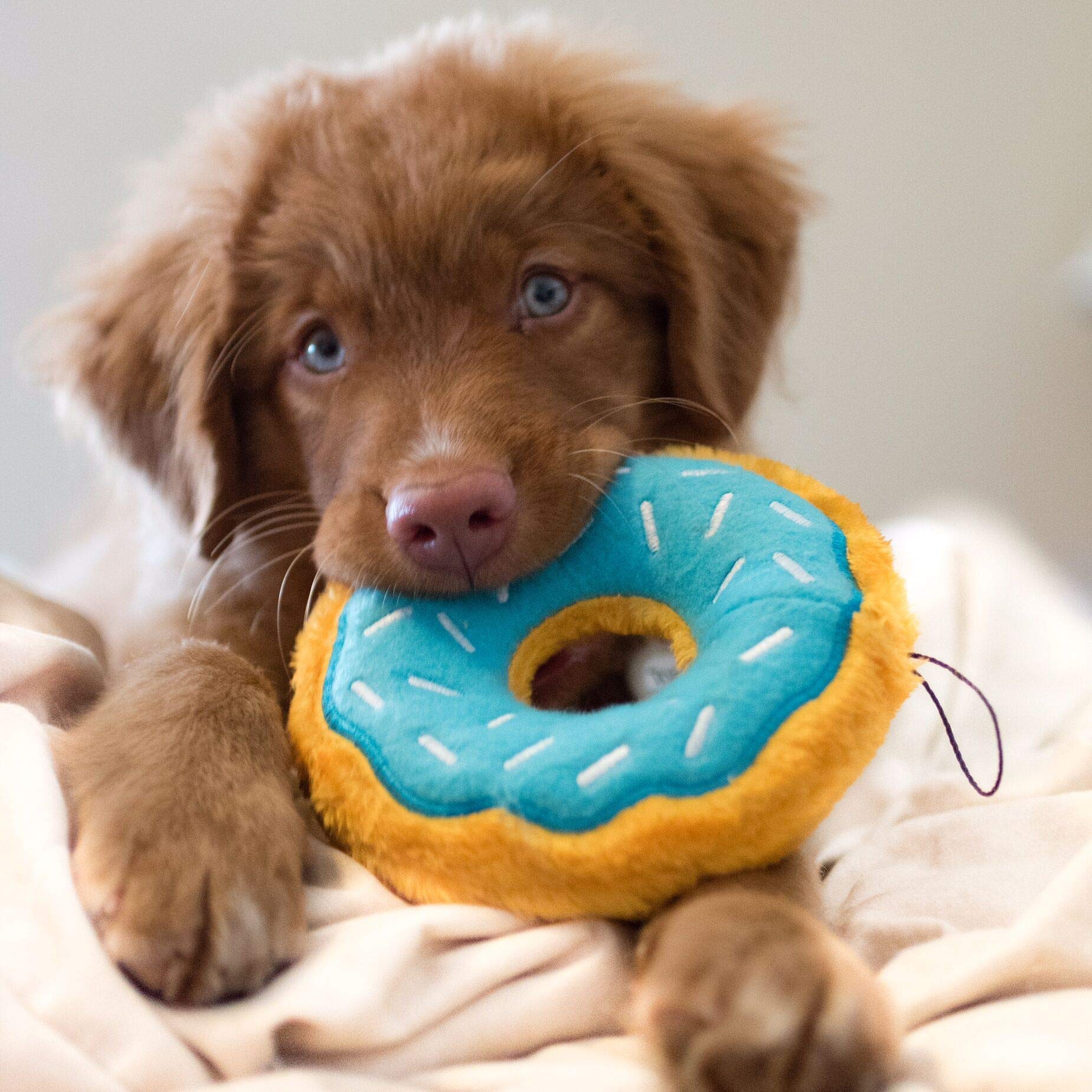 Zippypaws - Original Donutz - No Stuffing, Squeaky Plush Dog Toy - Blueberry, Original Size
