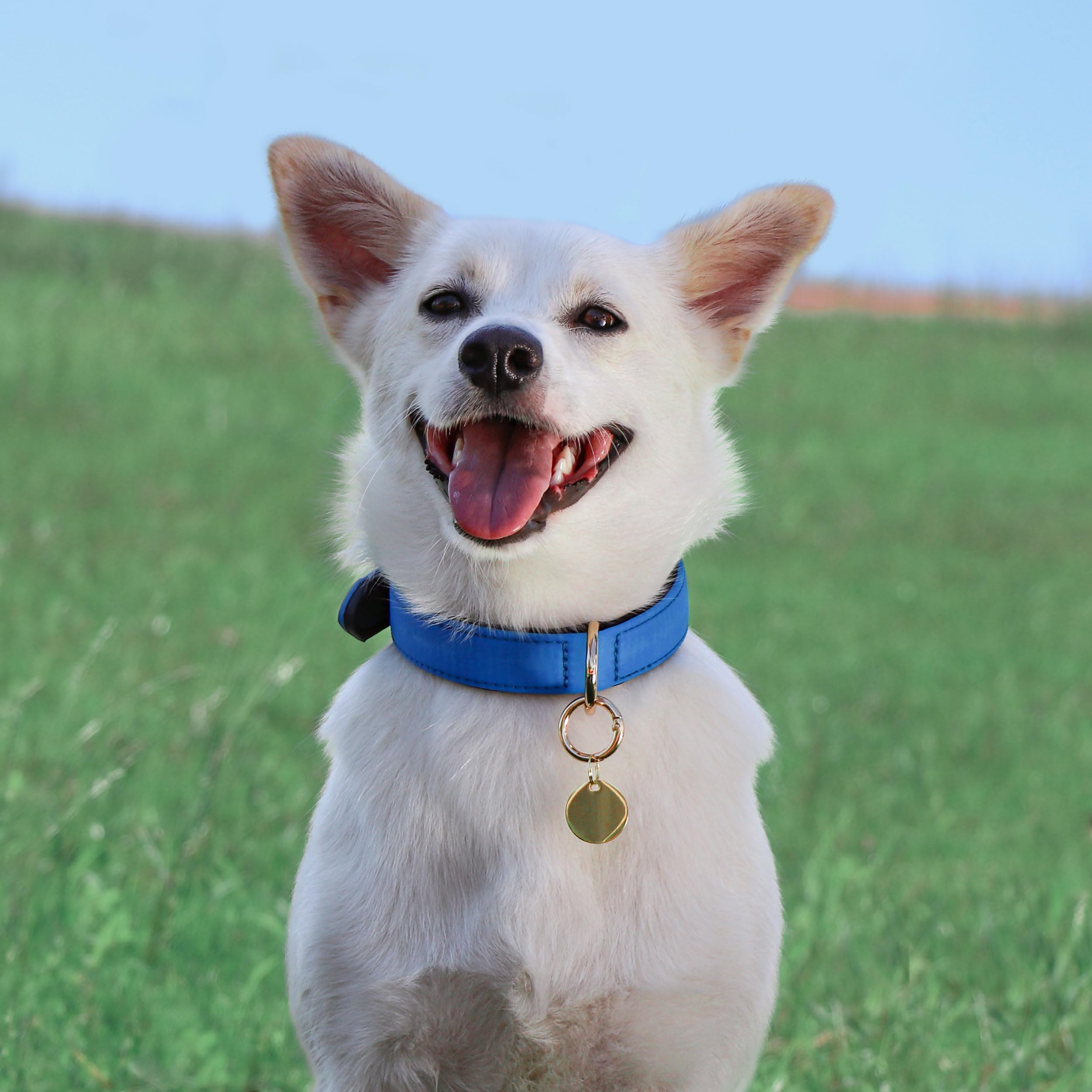 Didog Soft Padded Dog Collars For Small Dogs, Lightweight And Breathable Dog Collar Waterproof With Metal Buckle For Puppy, Blue