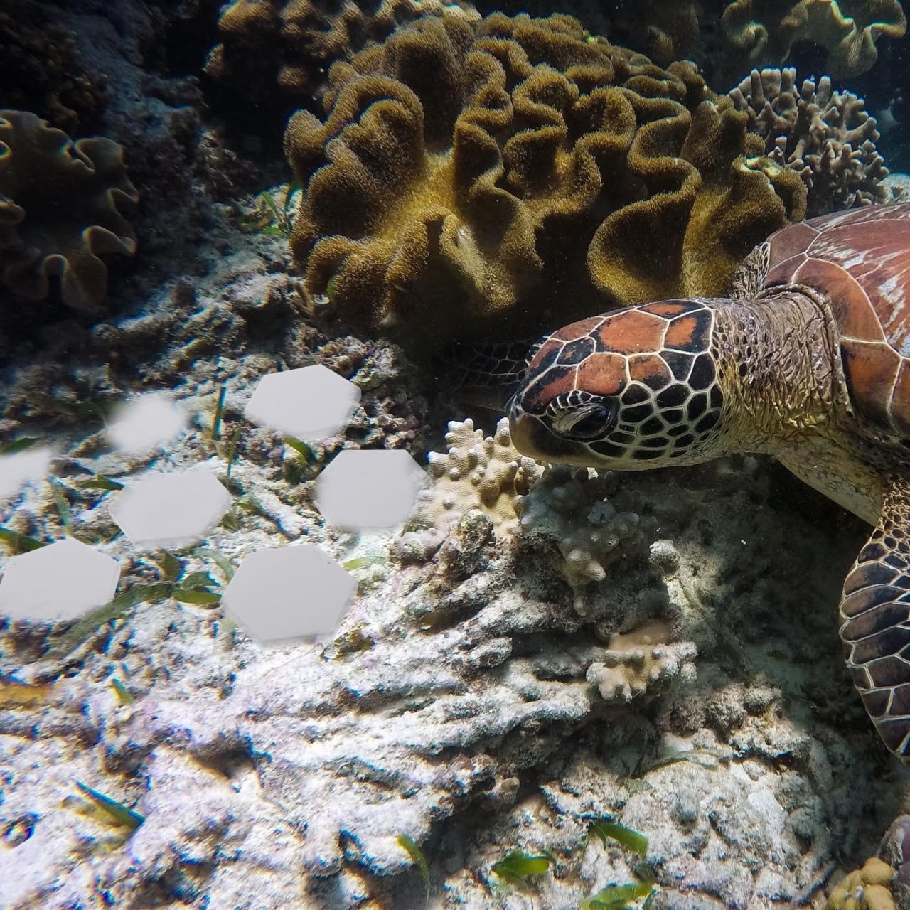 BUGUUYO 10pcs Ceramic Coral Bases Lightweight Stand for Fish Tank Supplies Stable Coral Breeding Bases for Hard and Branching Co