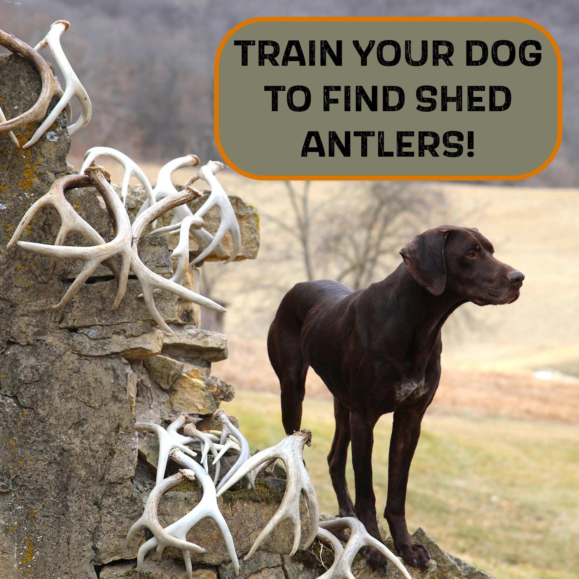 Dogbone Shed Dog Training System | Dog Training Kit | Hunting Dog Accessories | Dog Training Tools | Dog Scent Training Kit | Scent Training For Dogs | Hunting Dog Toys