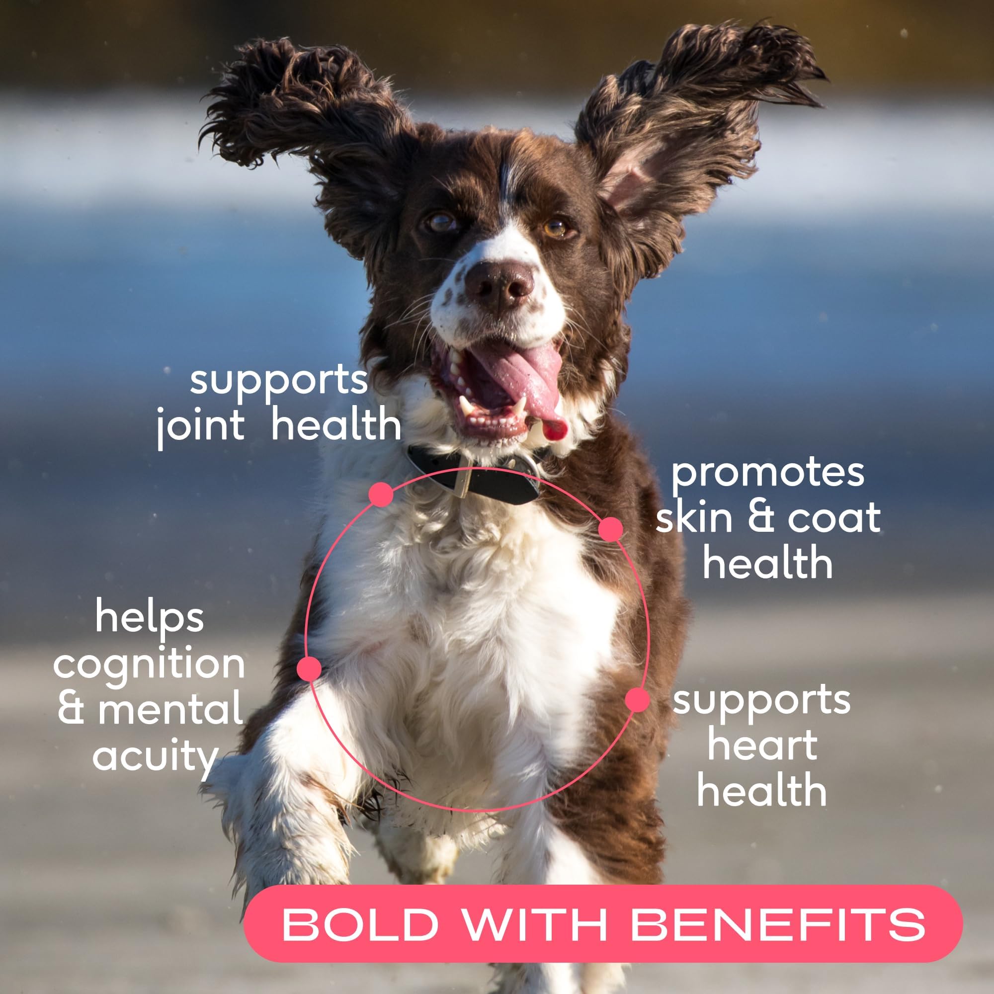 Native Pet Salmon Oil for Dogs & Cats - Pure Omega-3 Fish Oil for Dogs Supplement for Skin & Coat, Joint, & Heart Health & Dog A