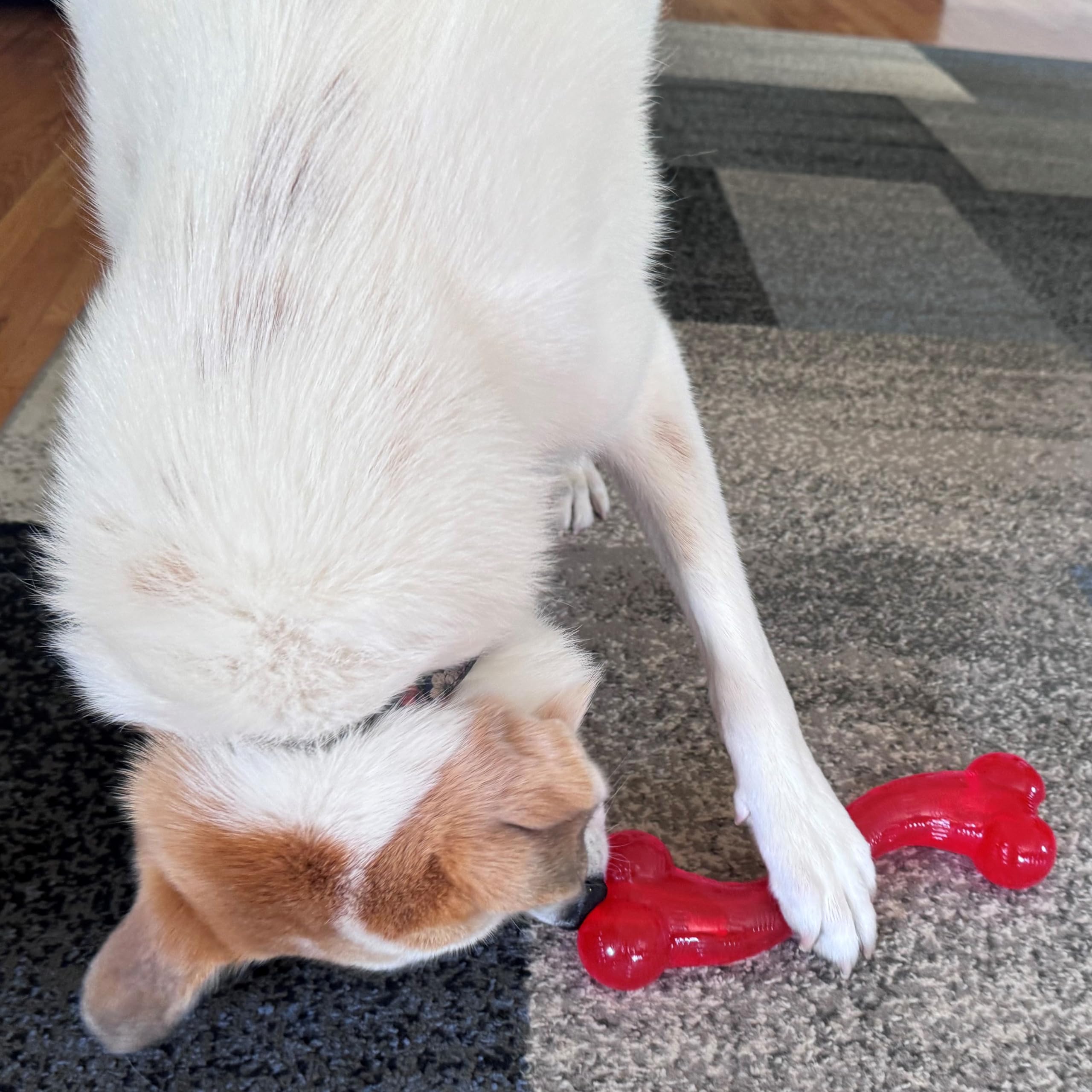 SPOT Play Strong S Bone - Durable TPR, Long Lasting Dog Chew for Aggressive Chewers, Hollow Center to Hide Treats, Virtually Ind