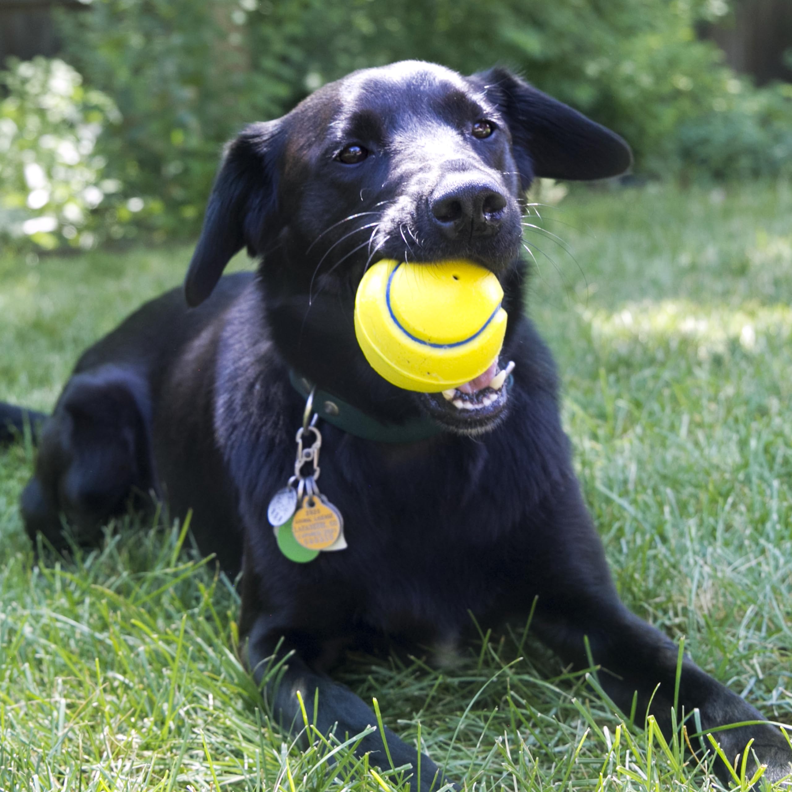 Kong Company 38701213: Squeezz Tennis Ball Dog Toy, Md