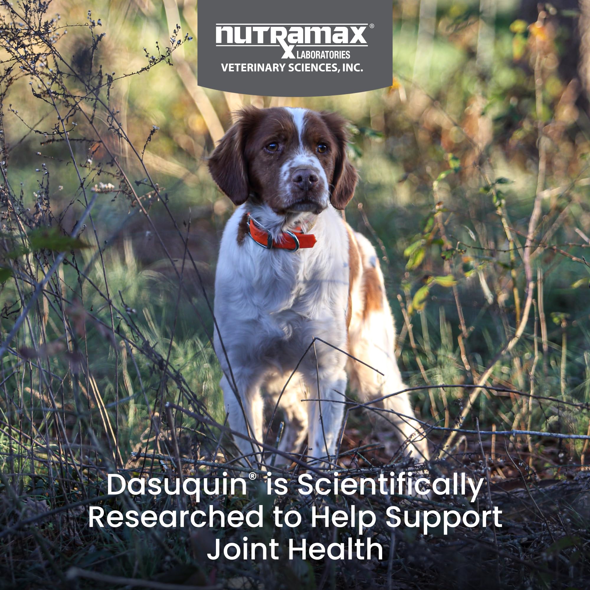 Nutramax Laboratories Dasuquin with MSM Joint Health Supplement for Small to Medium Dogs - With Glucosamine, MSM, Chondroitin, A